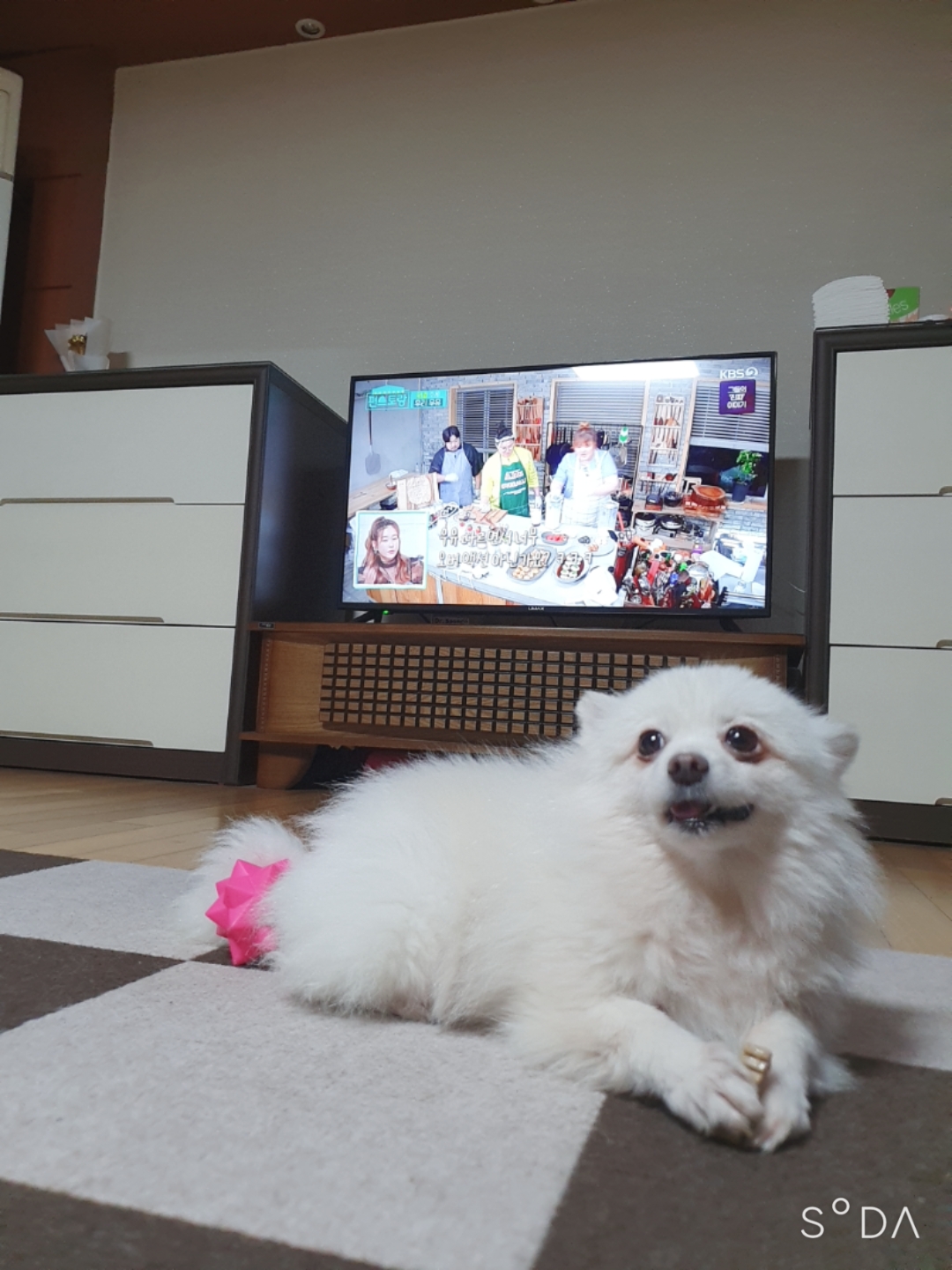 곤지암 눈송이 (봄이) 입양 3달차 후기❤