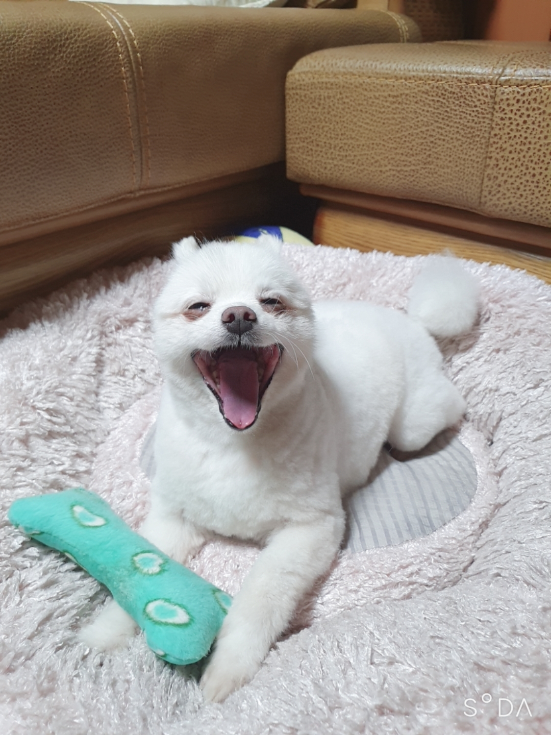 곤지암 눈송이 (봄이) 입양 3달차 후기❤