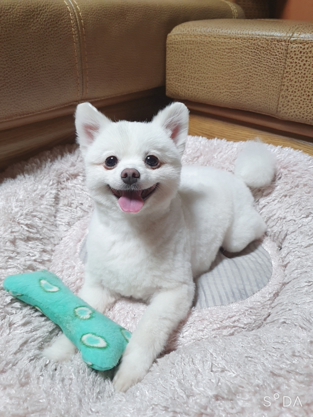 곤지암 눈송이 (봄이) 입양 3달차 후기❤