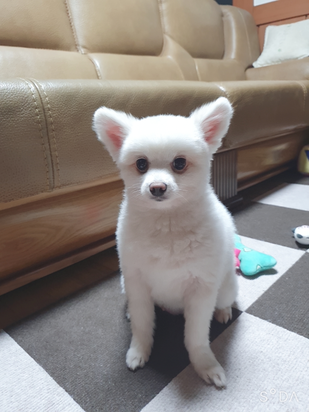 곤지암 눈송이 (봄이) 입양 3달차 후기❤