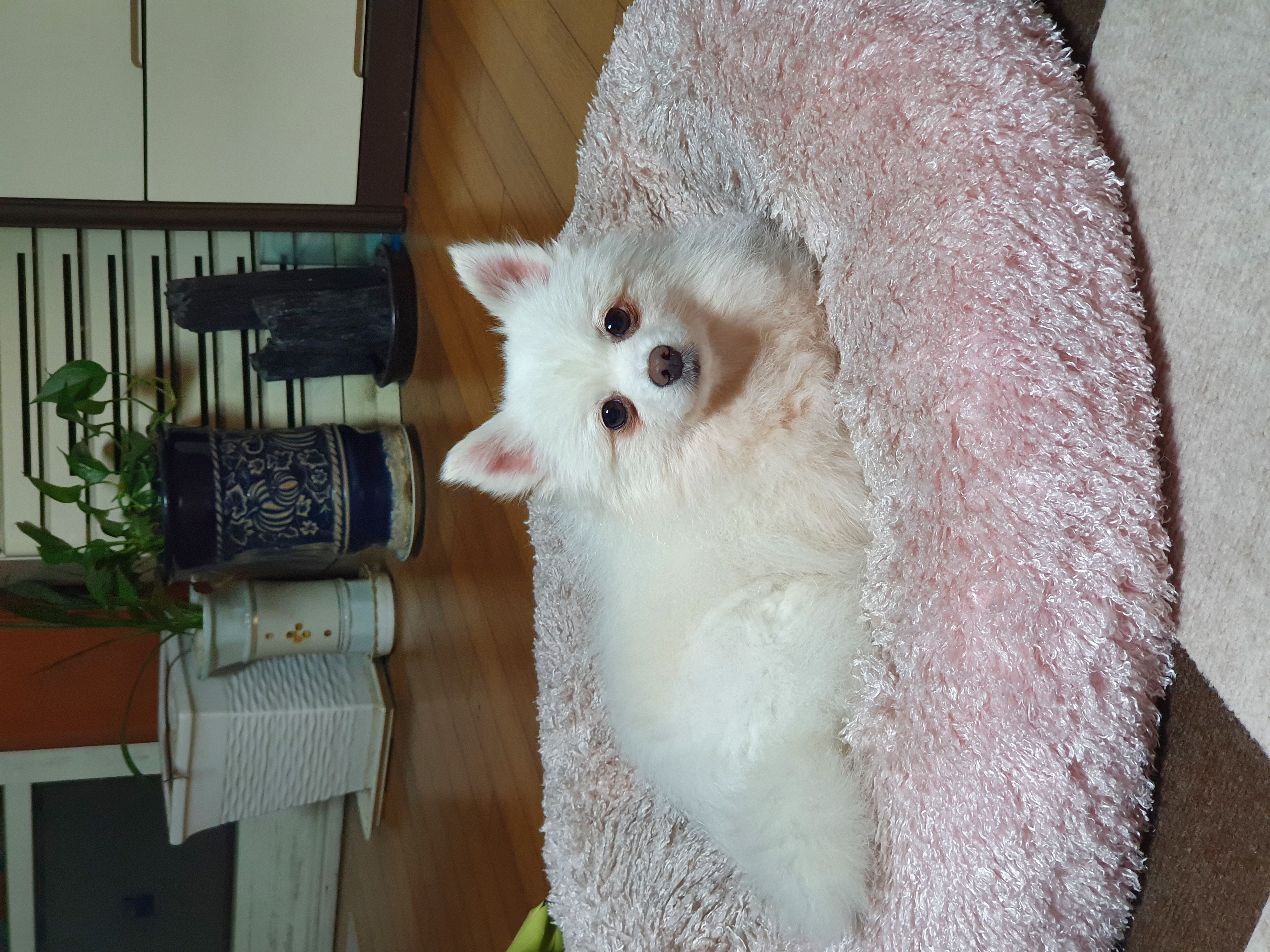 곤지암 눈송이 (봄이) 입양 3달차 후기❤