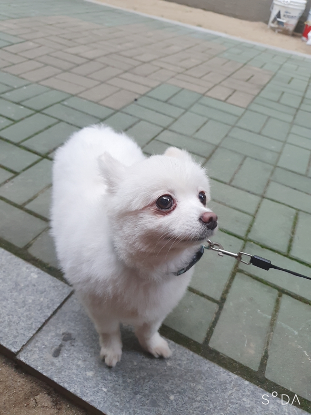 곤지암 눈송이 (봄이) 입양 3달차 후기❤