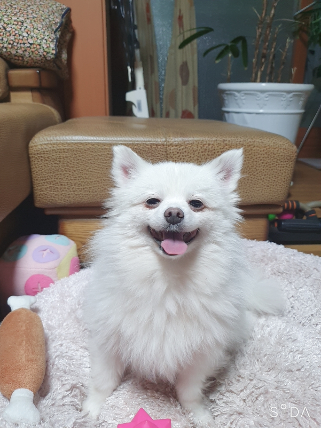 곤지암 눈송이 (봄이) 입양 3달차 후기❤