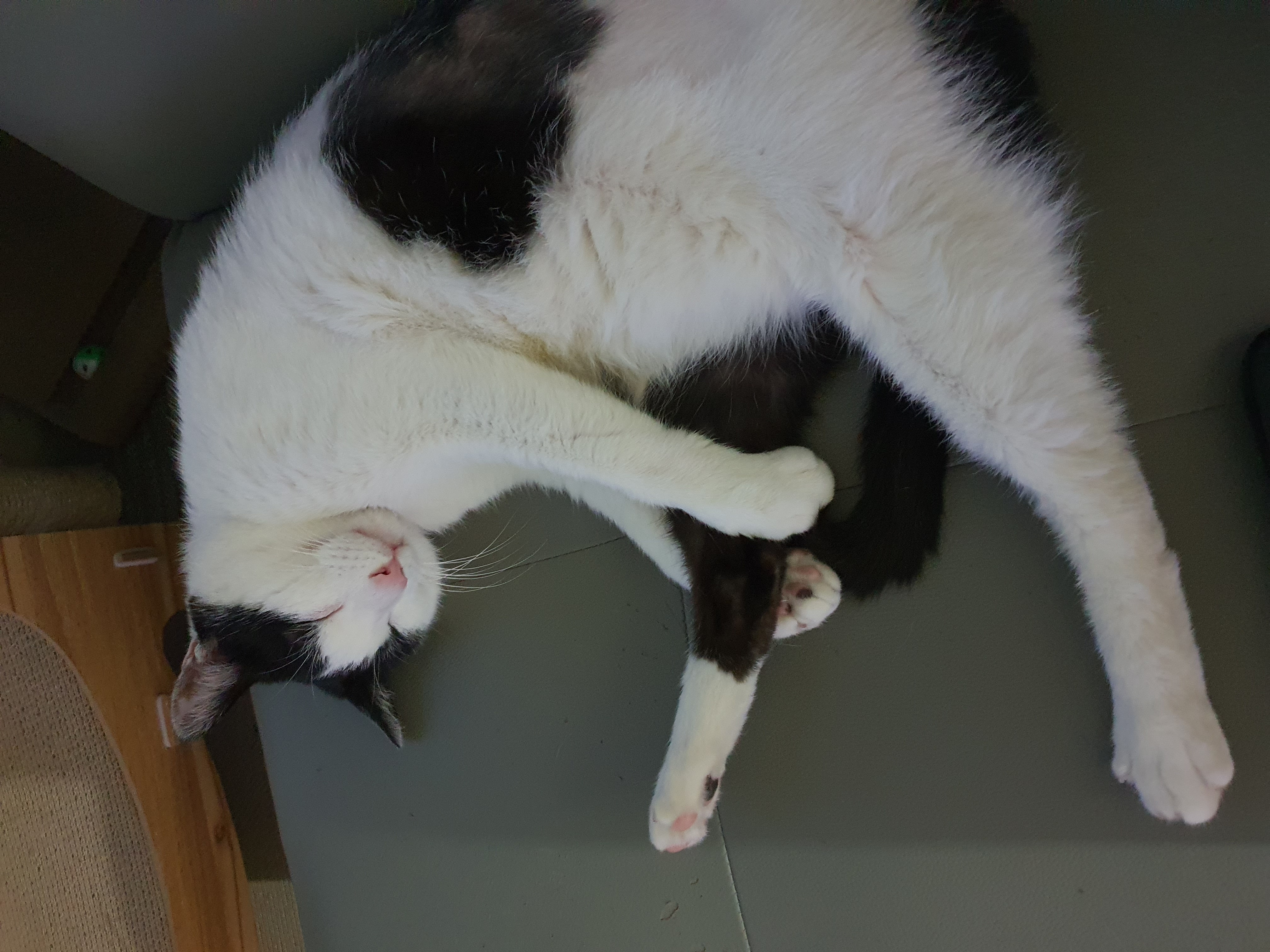 새싹이 저희집오고 10일지났네용