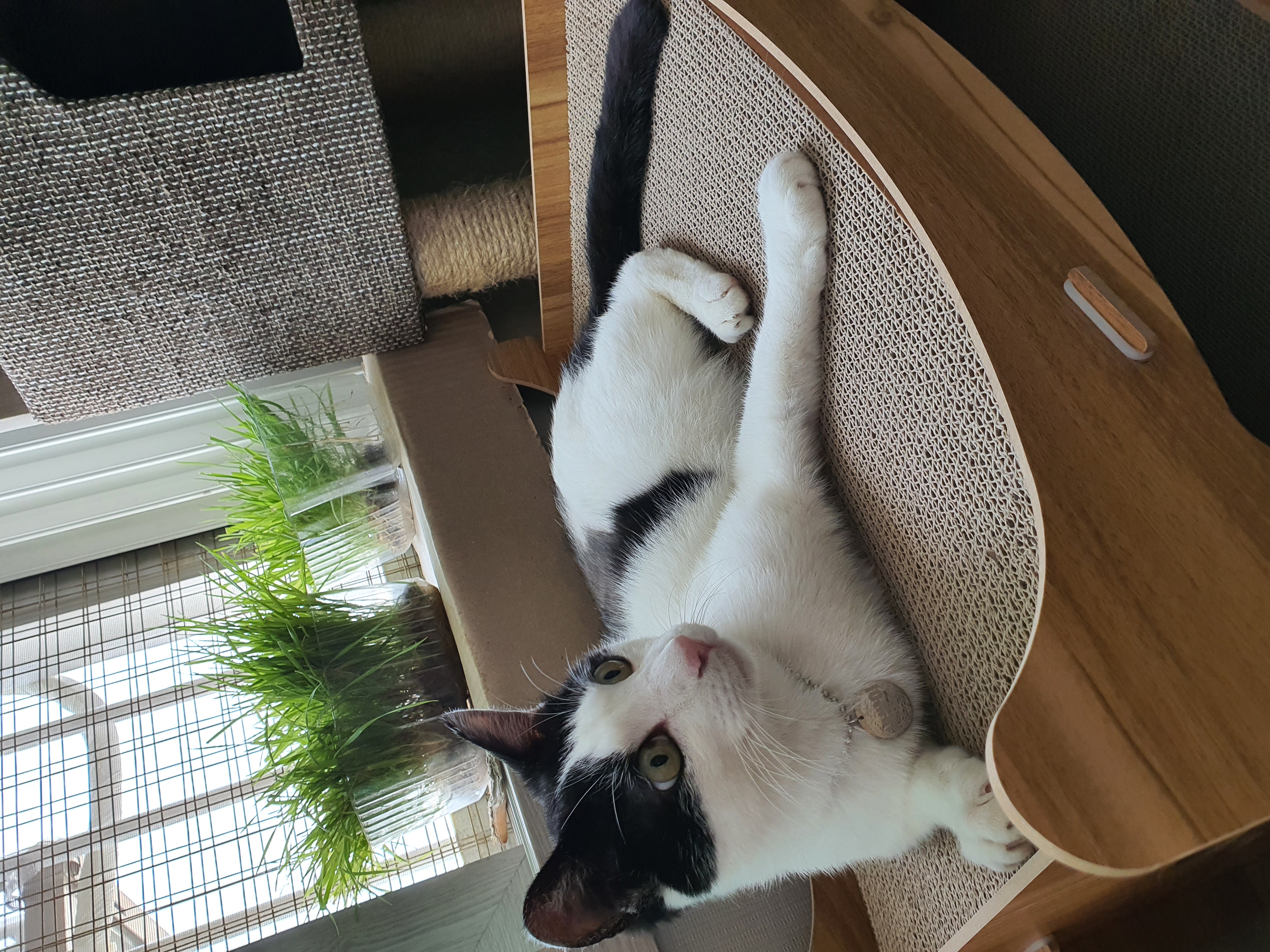 새싹이 저희집오고 10일지났네용