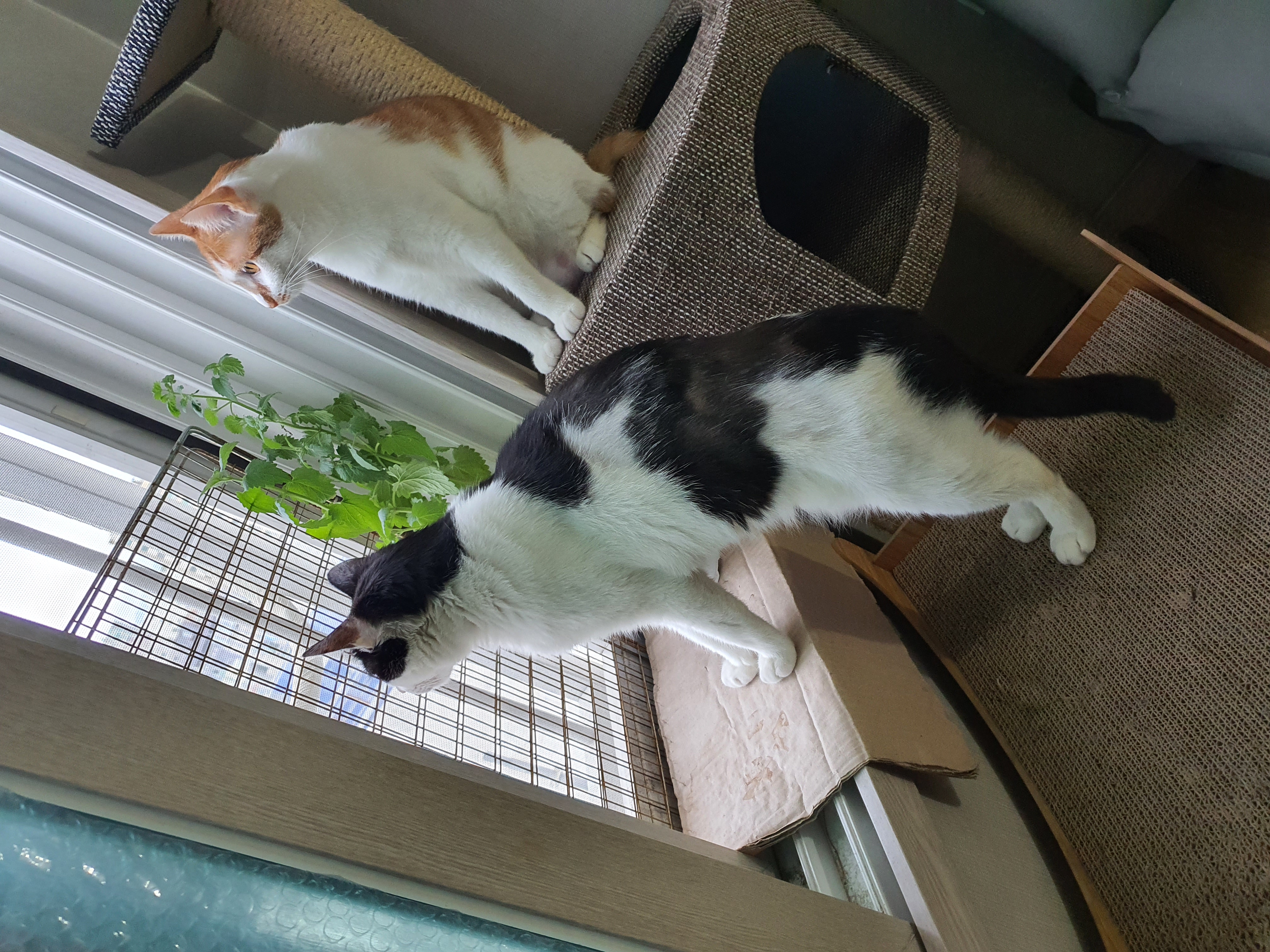 새싹이 저희집오고 10일지났네용