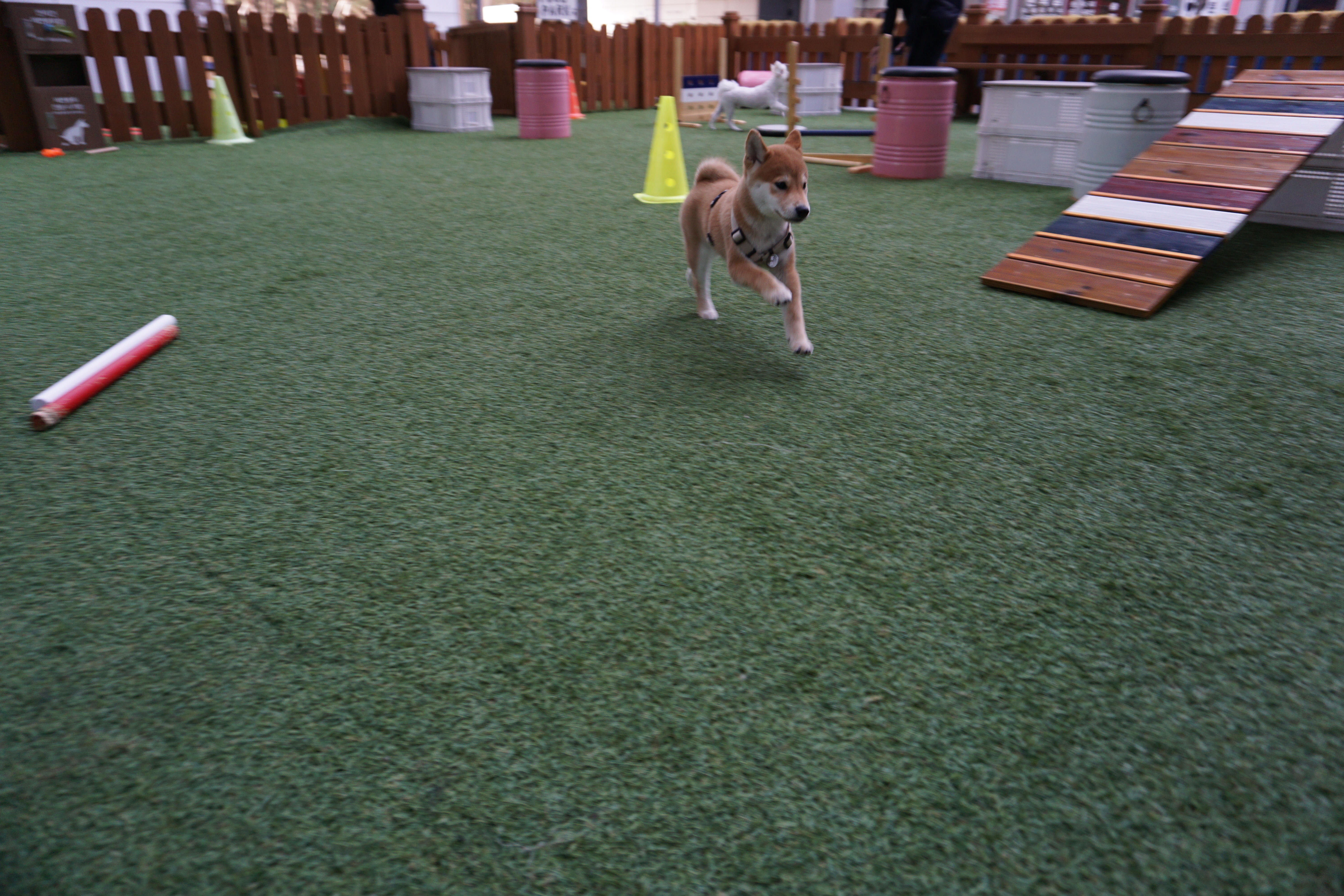 곤지암 세시 3달 ❤