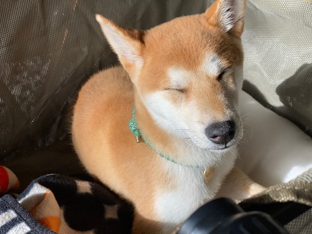 곤지암 두시(로꼬) 입양 3달차 후기