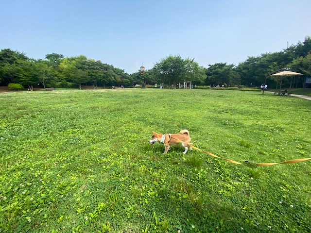 곤지암 두시(로꼬) 입양 3달차 후기