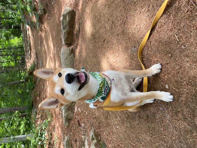 곤지암 두시(로꼬) 입양 3달차 후기