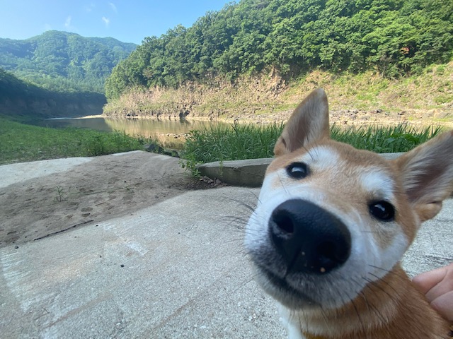 곤지암 두시(로꼬) 입양 3달차 후기