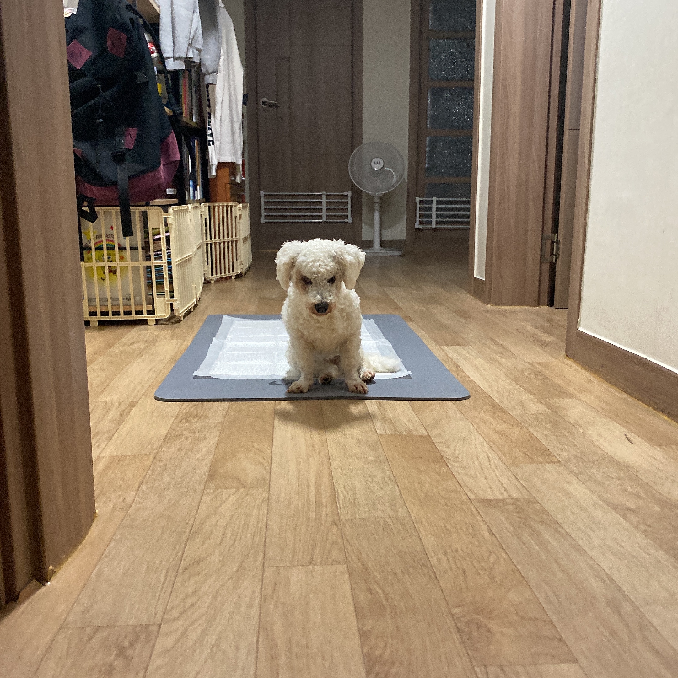 쟈스민에서 윤랑이 된 멍뭉이의 일주일