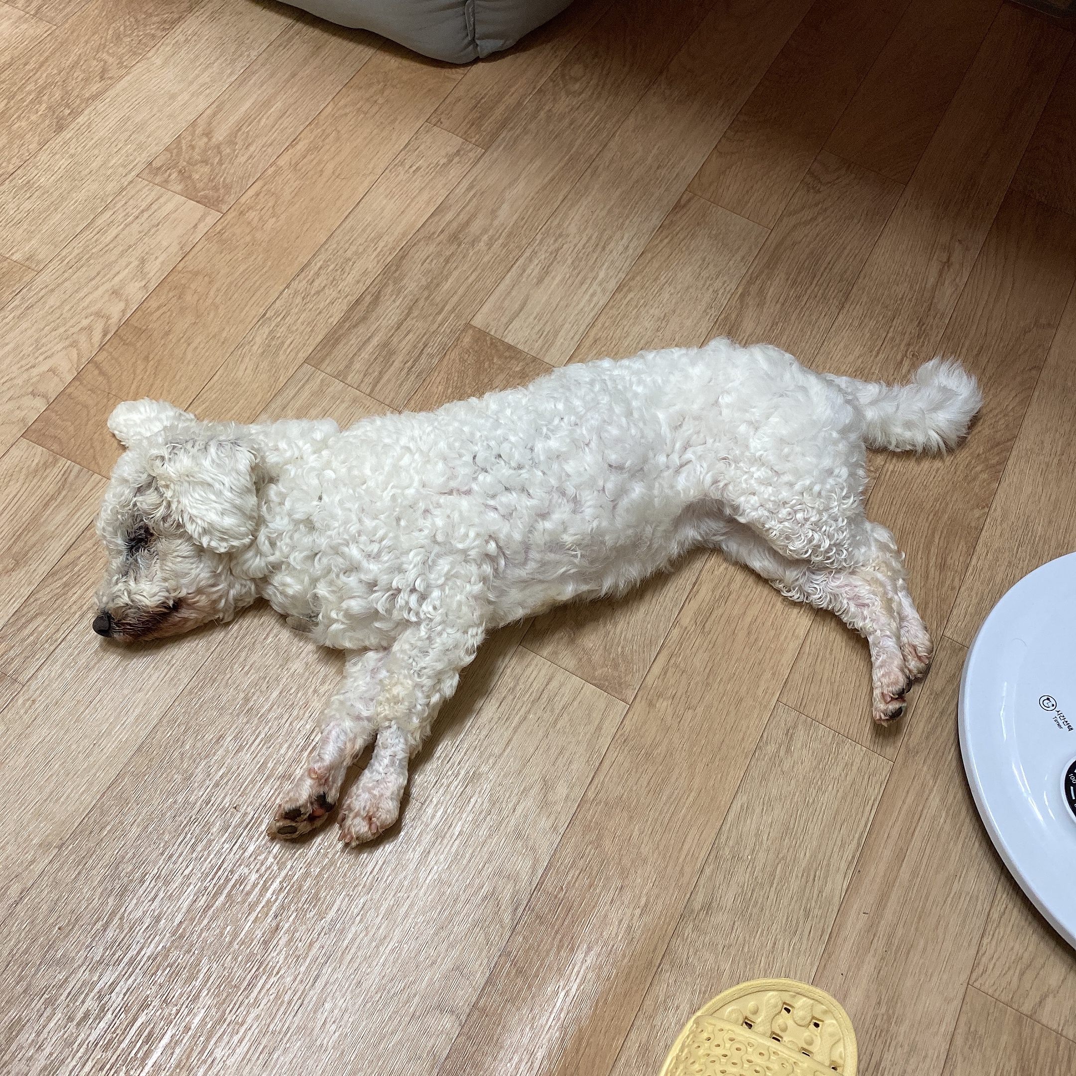 쟈스민에서 윤랑이 된 멍뭉이의 일주일