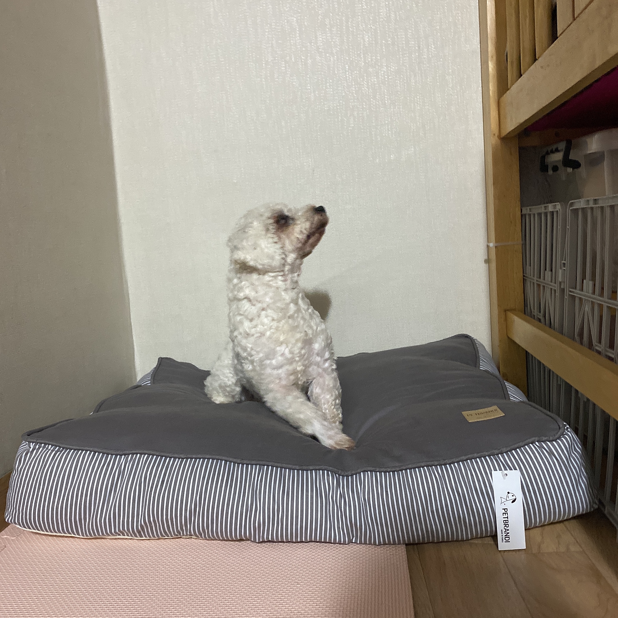 쟈스민에서 윤랑이 된 멍뭉이의 일주일