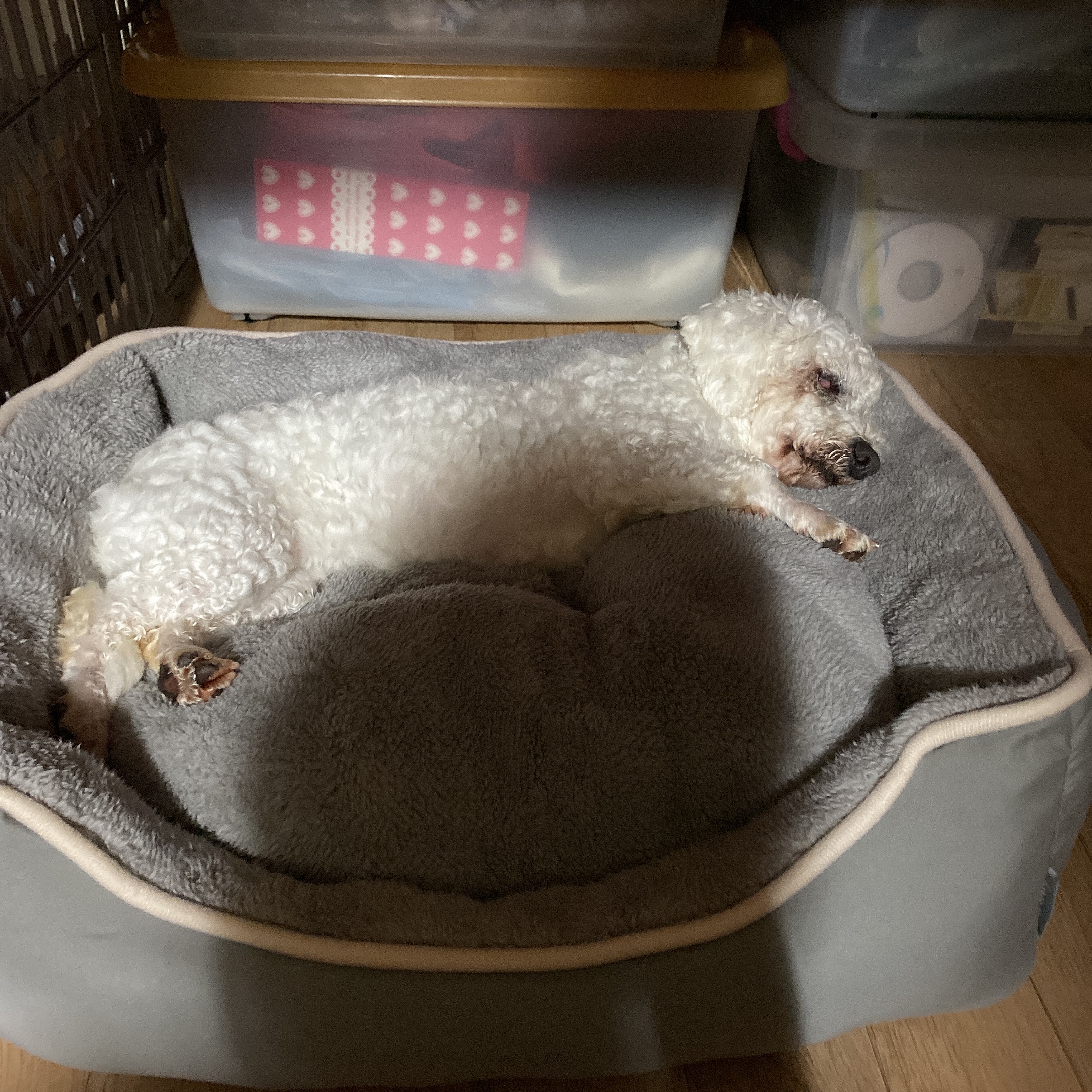 쟈스민에서 윤랑이 된 멍뭉이의 일주일