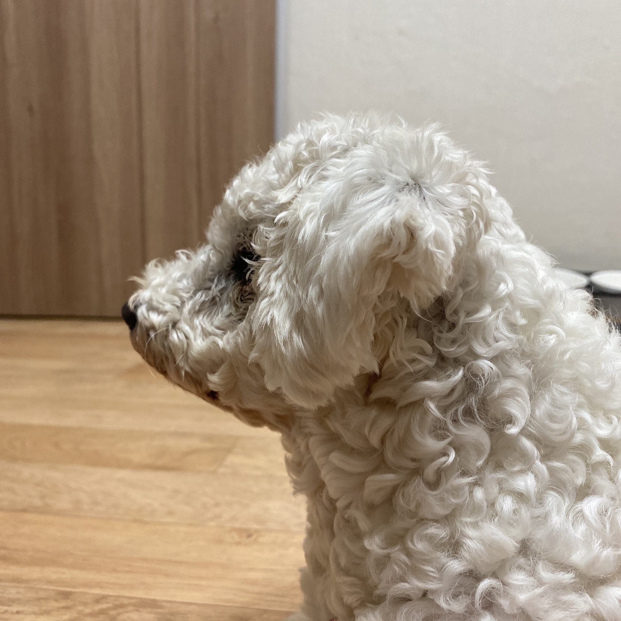 쟈스민에서 윤랑이 된 멍뭉이의 일주일