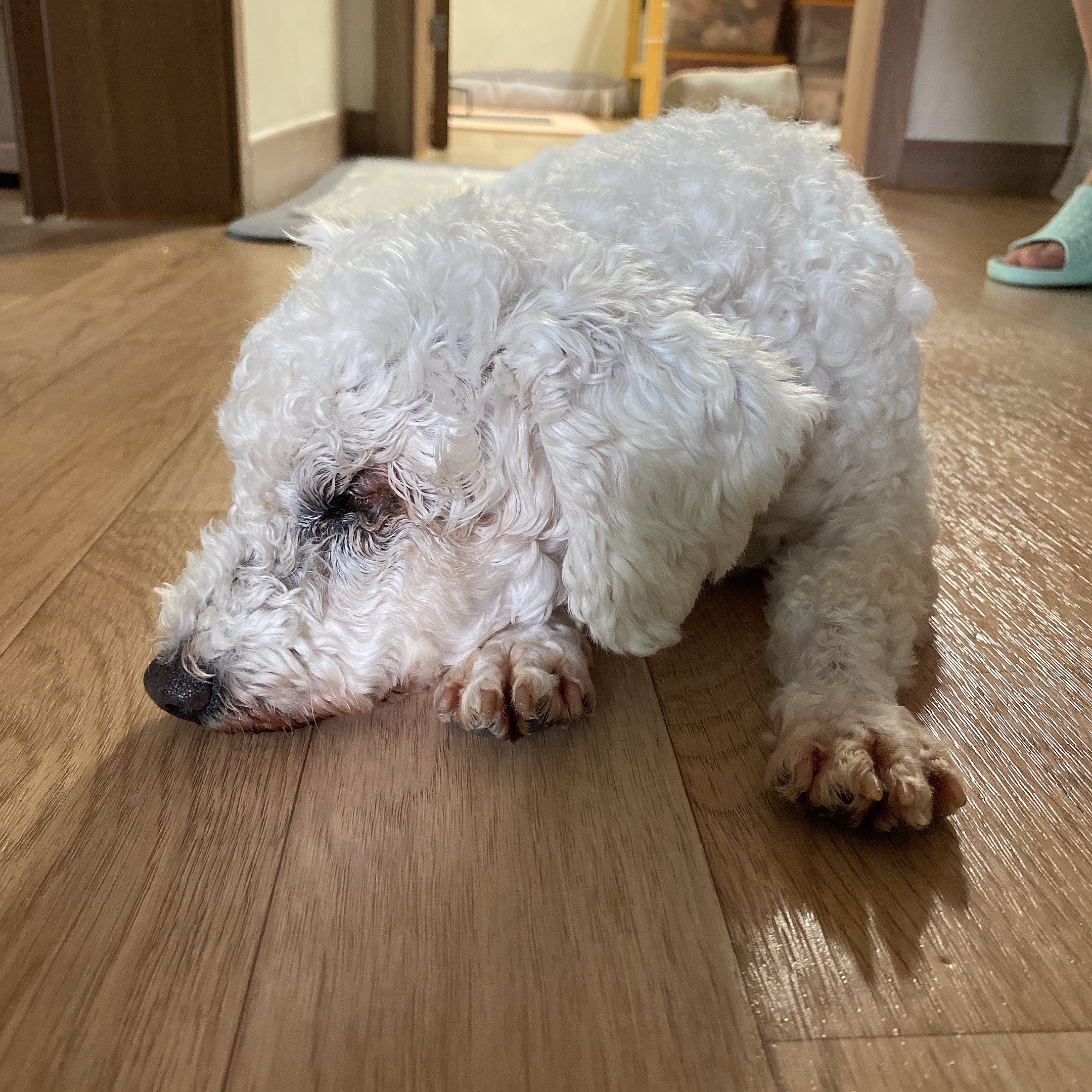 쟈스민에서 윤랑이 된 멍뭉이의 일주일