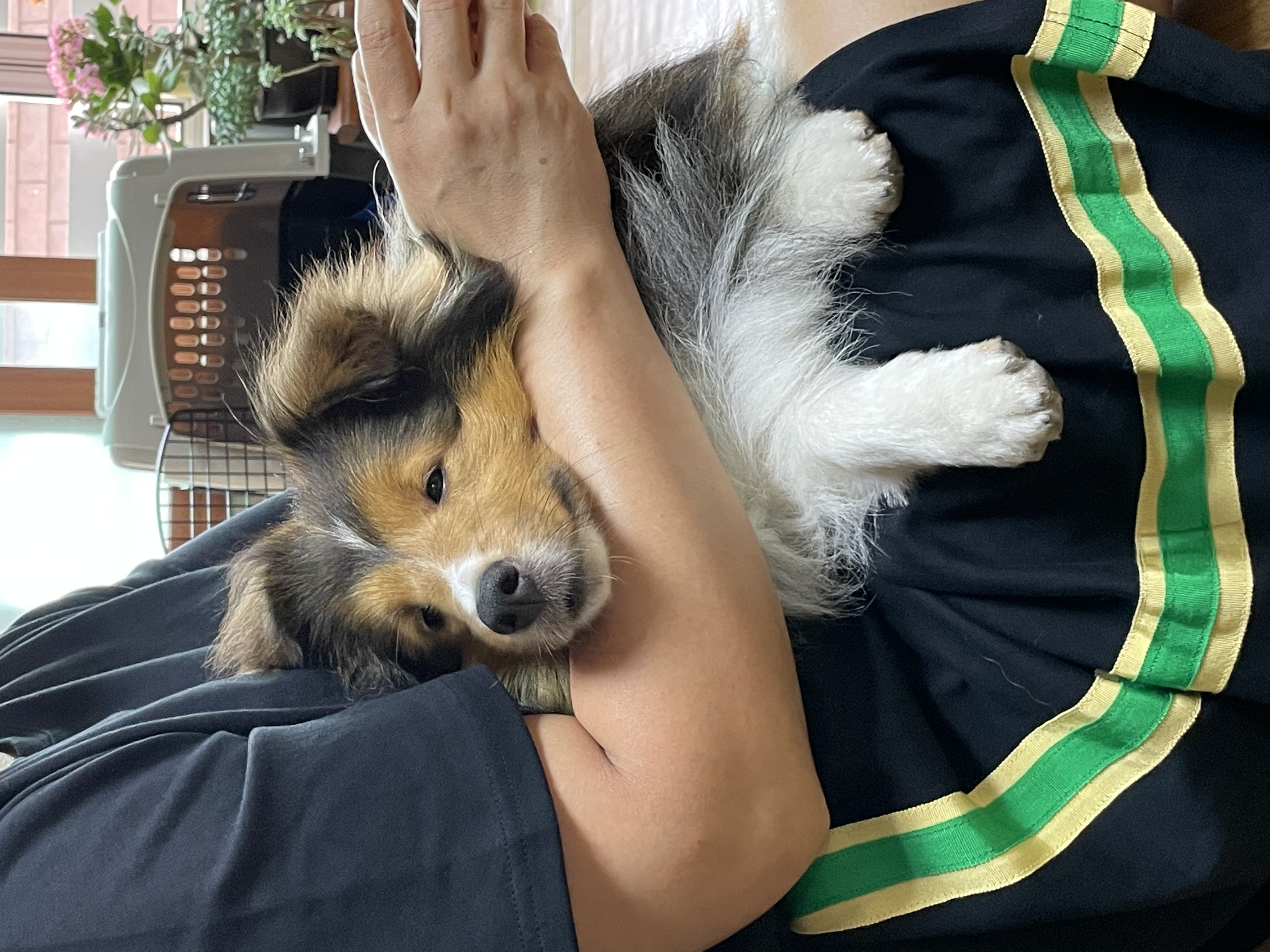 몽구의 입양 3달차 이야기