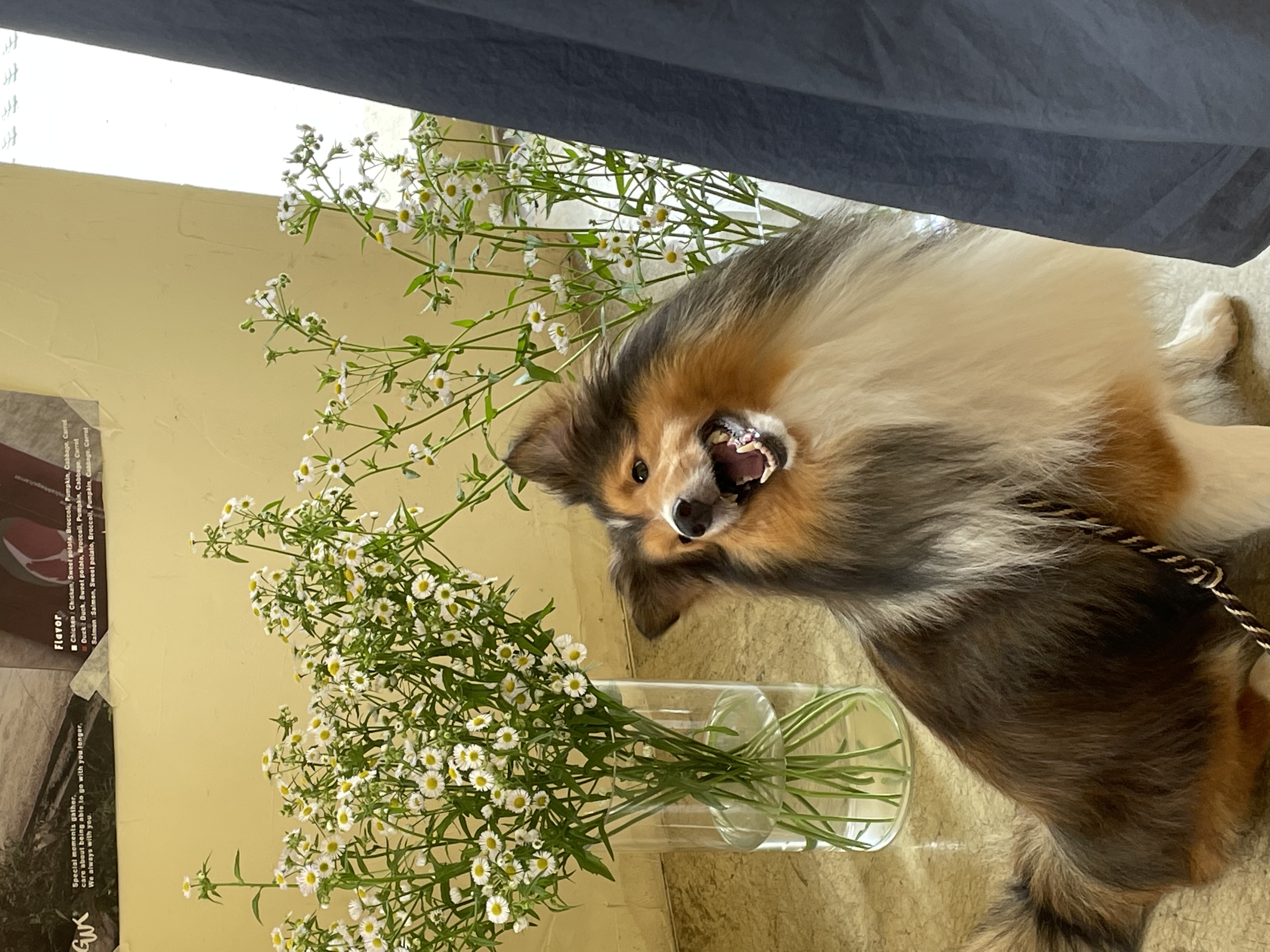 몽구의 입양 3달차 이야기