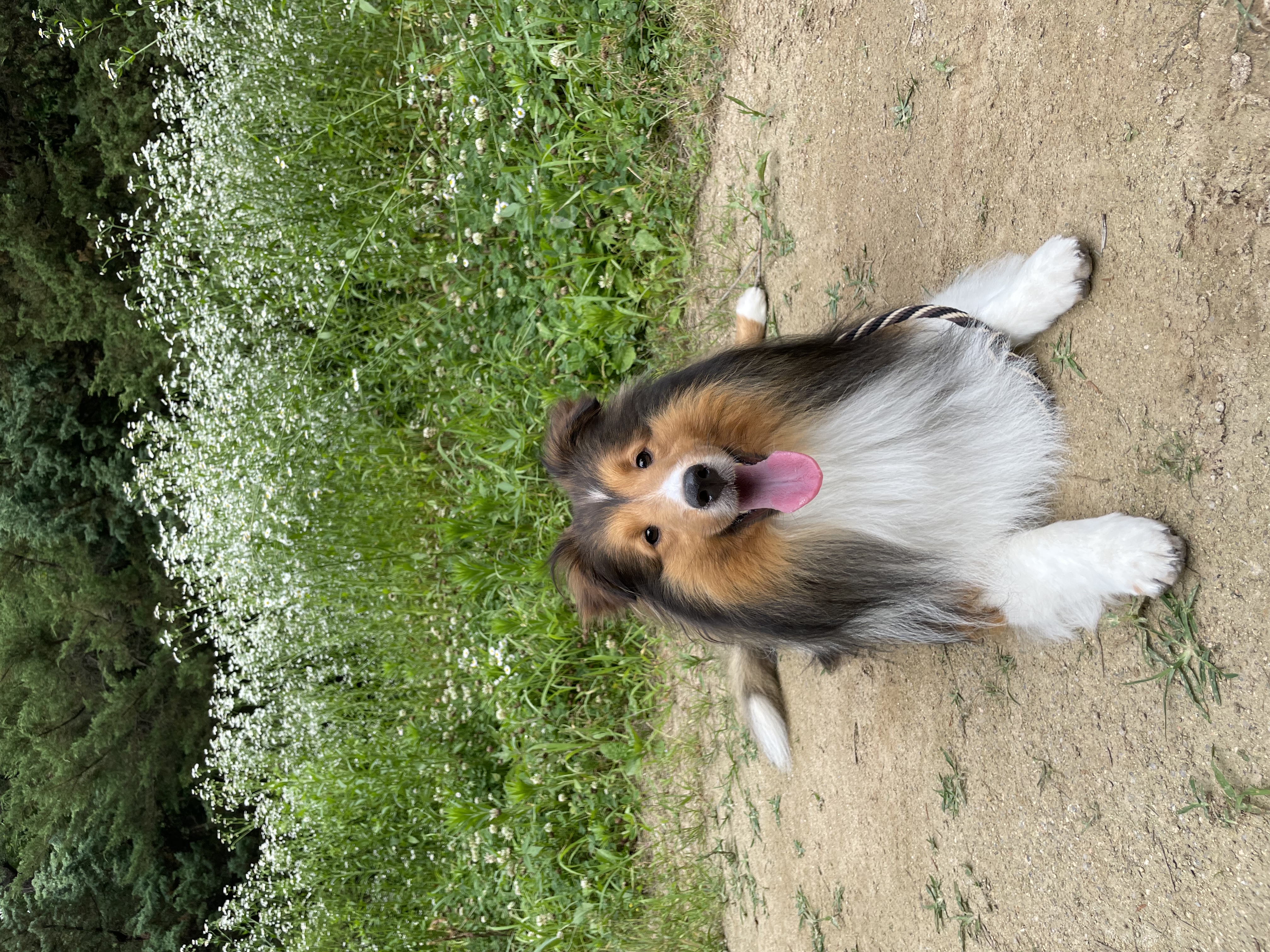 몽구의 입양 3달차 이야기