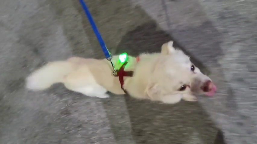 호두(데이지) 입양 한달후 이야기