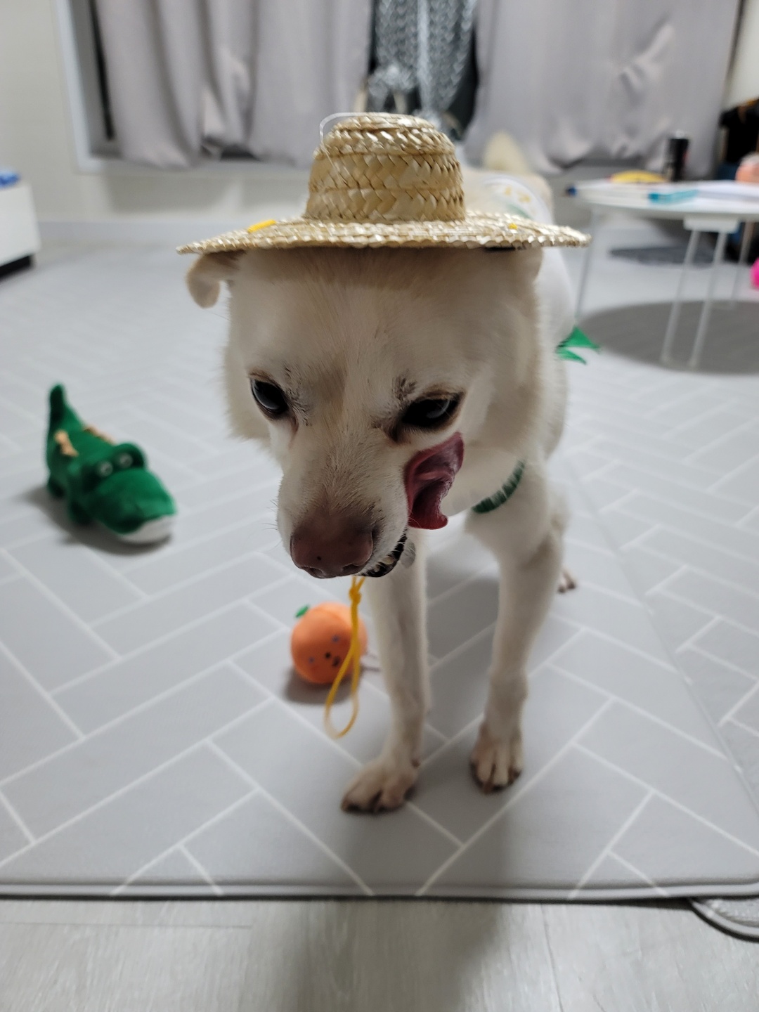 호두(데이지) 입양 한달후 이야기