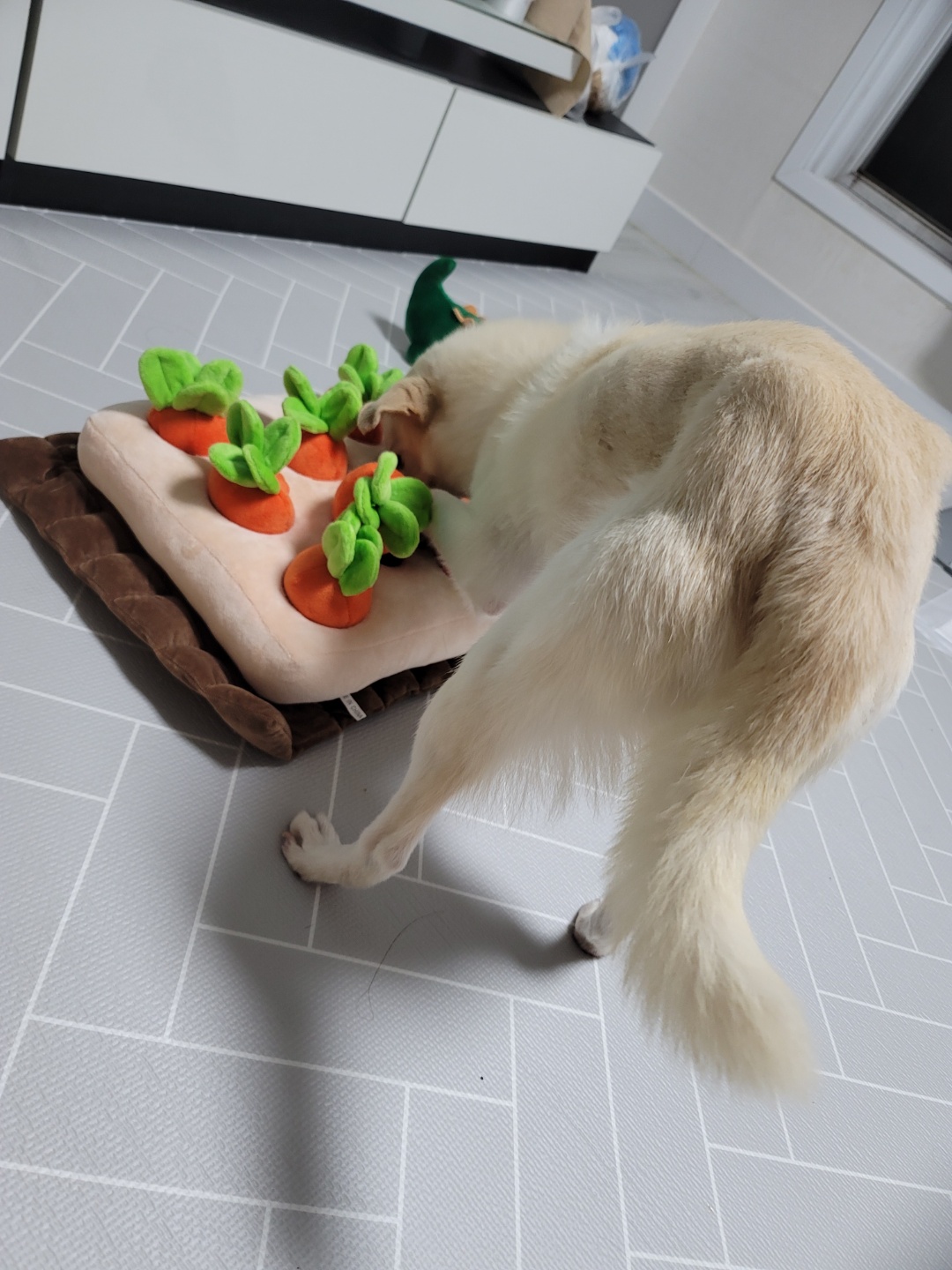 호두(데이지) 입양 한달후 이야기