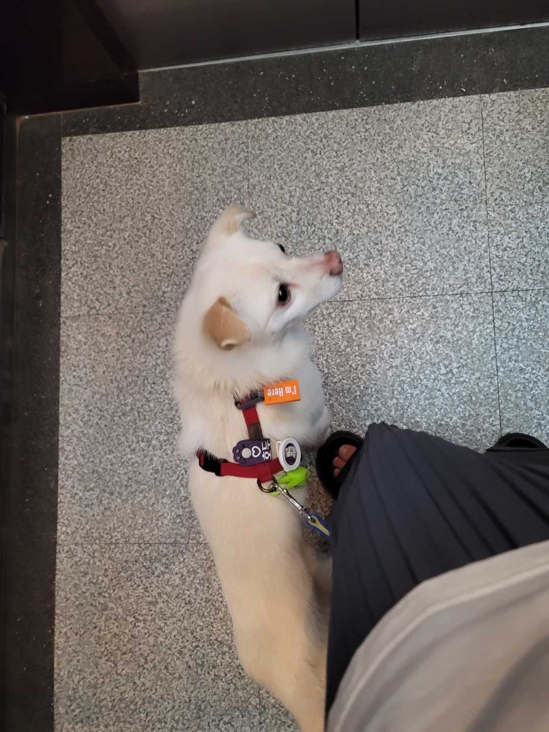 호두(데이지) 입양 한달후 이야기