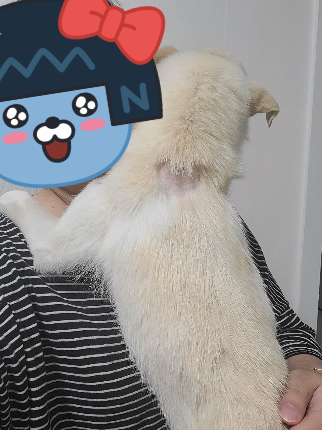 호두(데이지) 입양 한달후 이야기