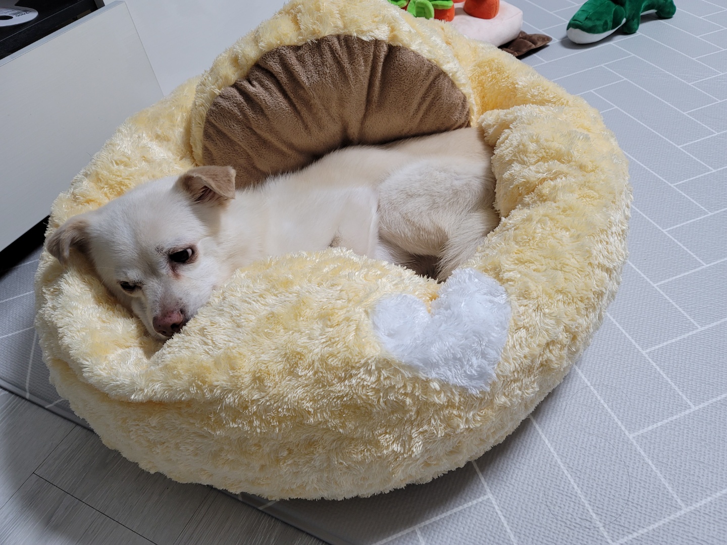 호두(데이지) 입양 한달후 이야기