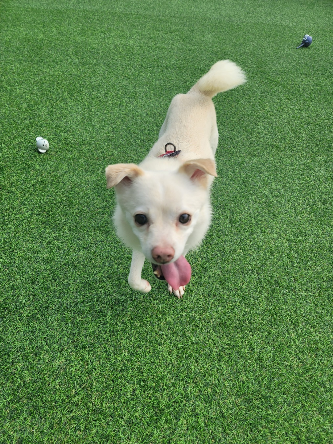 호두(데이지) 입양 한달후 이야기