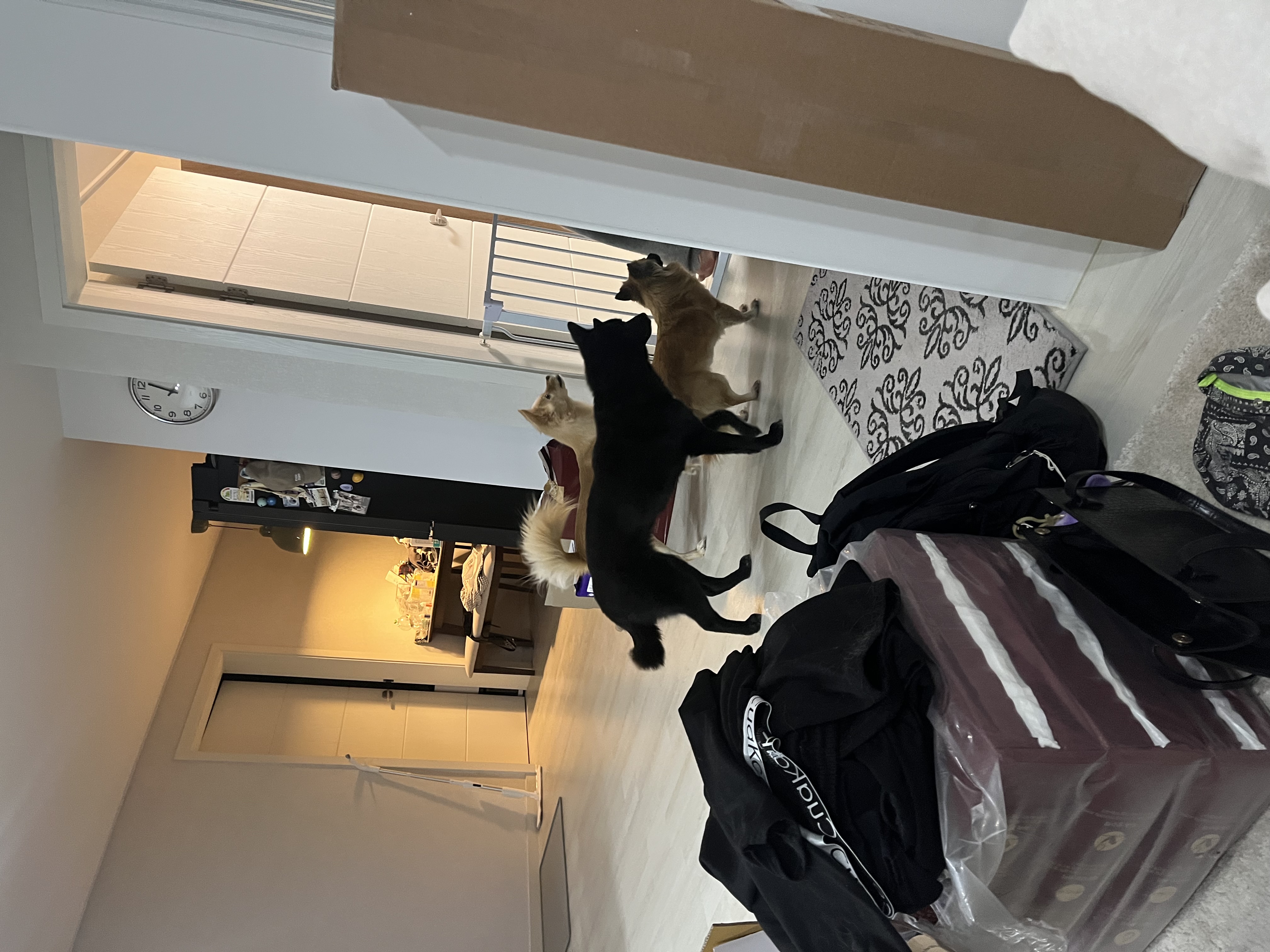 반달이 케일이의 집 적응기