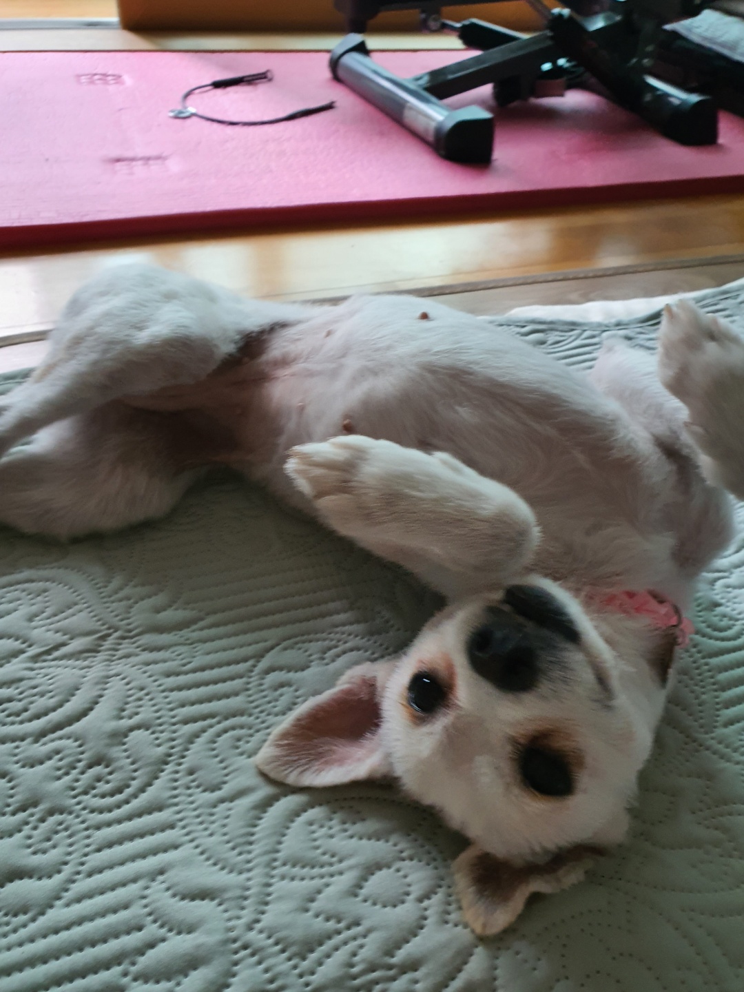 곤지암 몽쉘이 입양 후 1주일