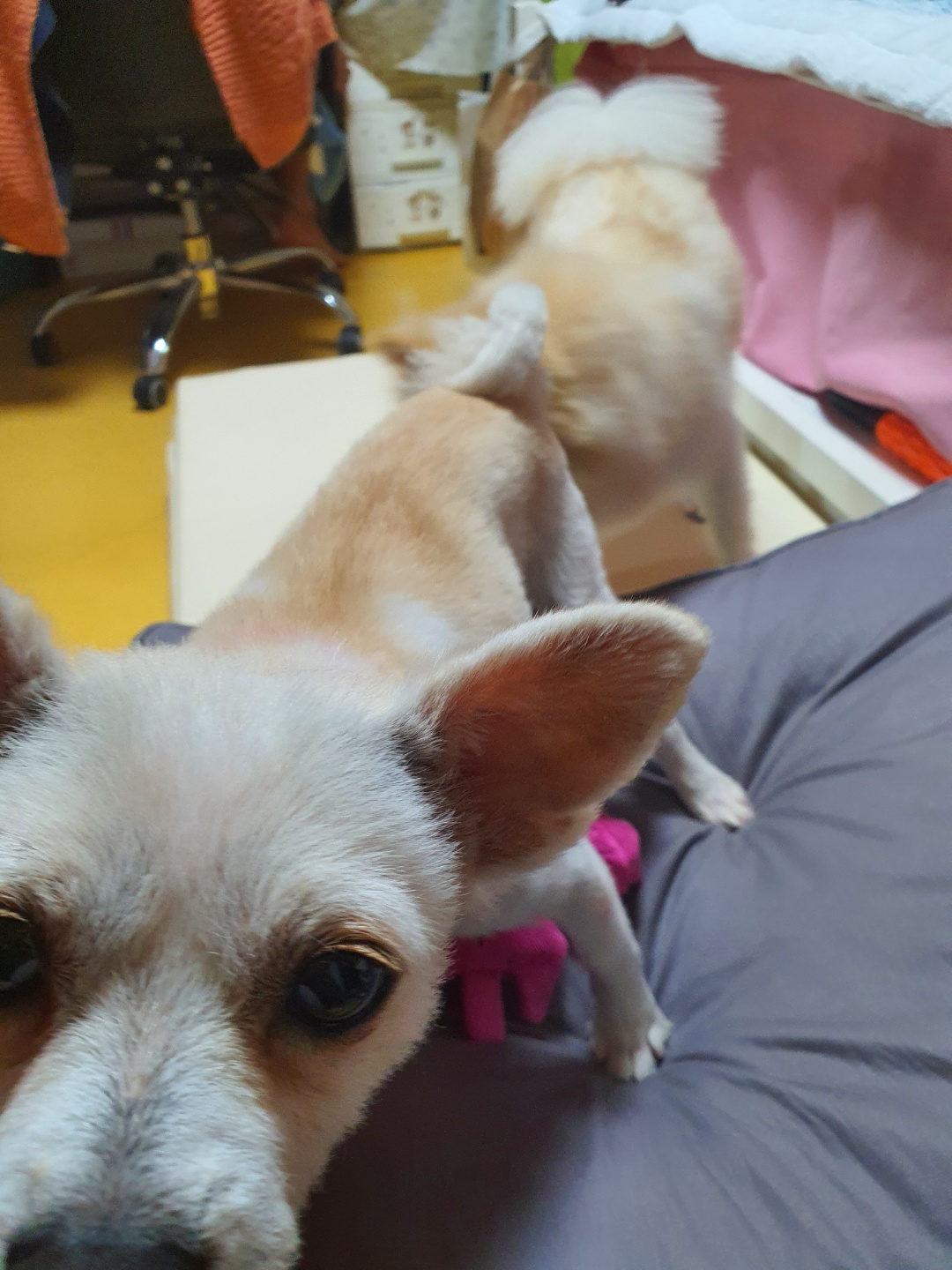 곤지암 몽쉘이 입양 후 1주일