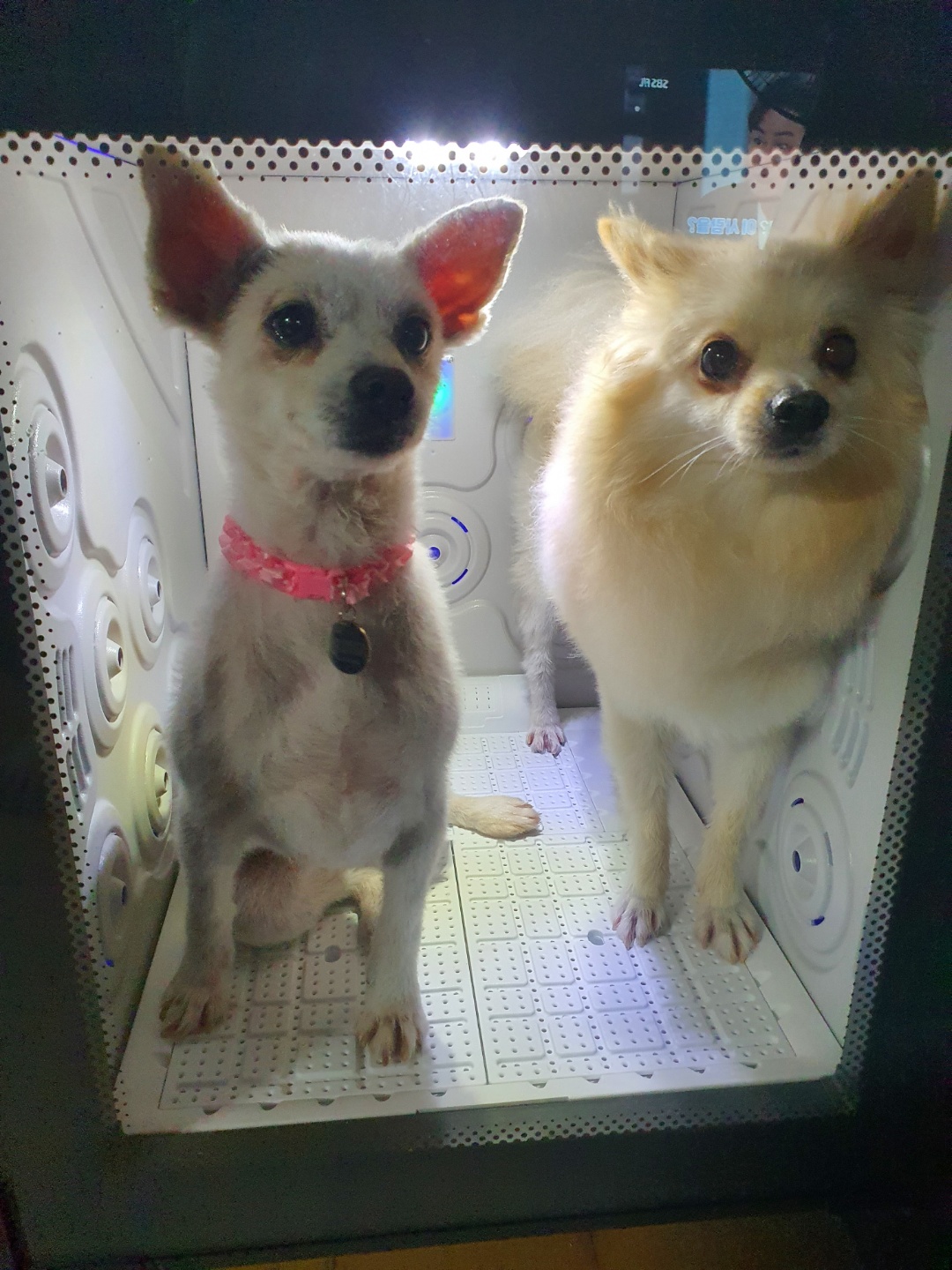 곤지암 몽쉘이 입양 후 1주일