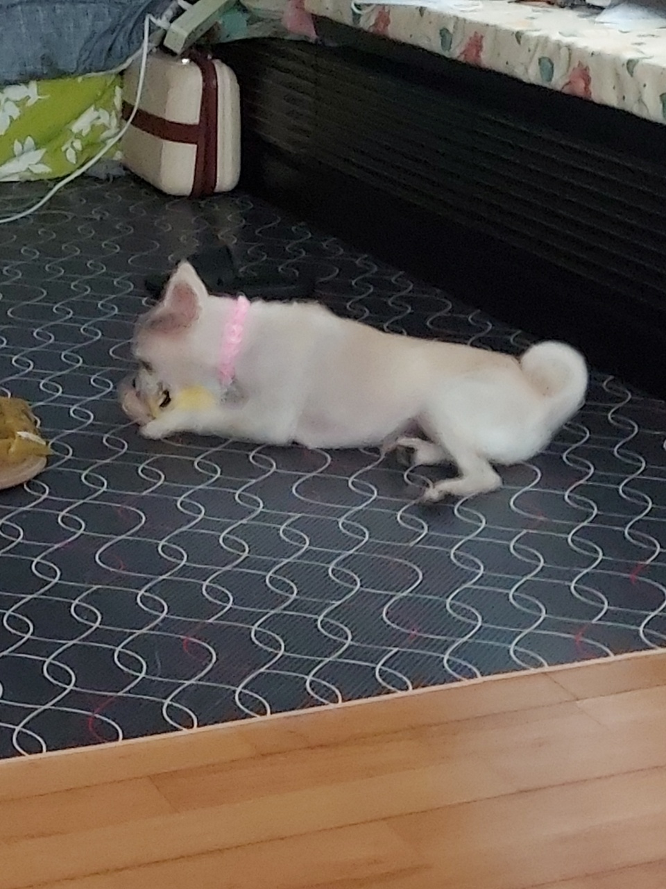 곤지암 몽쉘이 입양 후 1주일