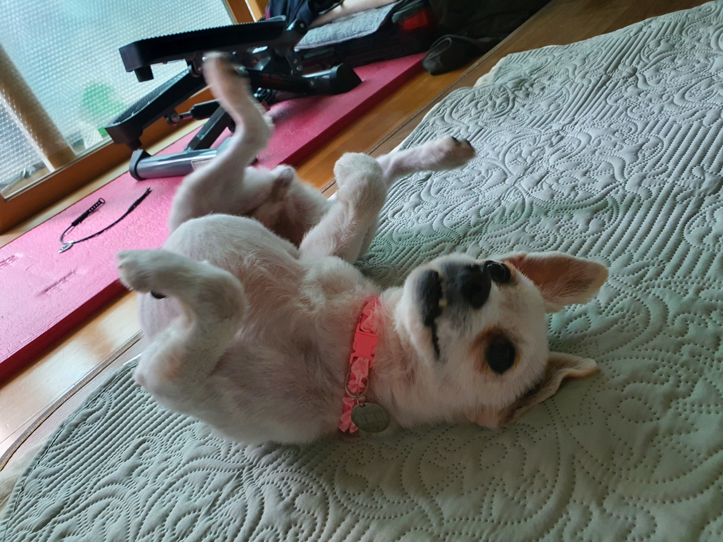 곤지암 몽쉘이 입양 후 1주일