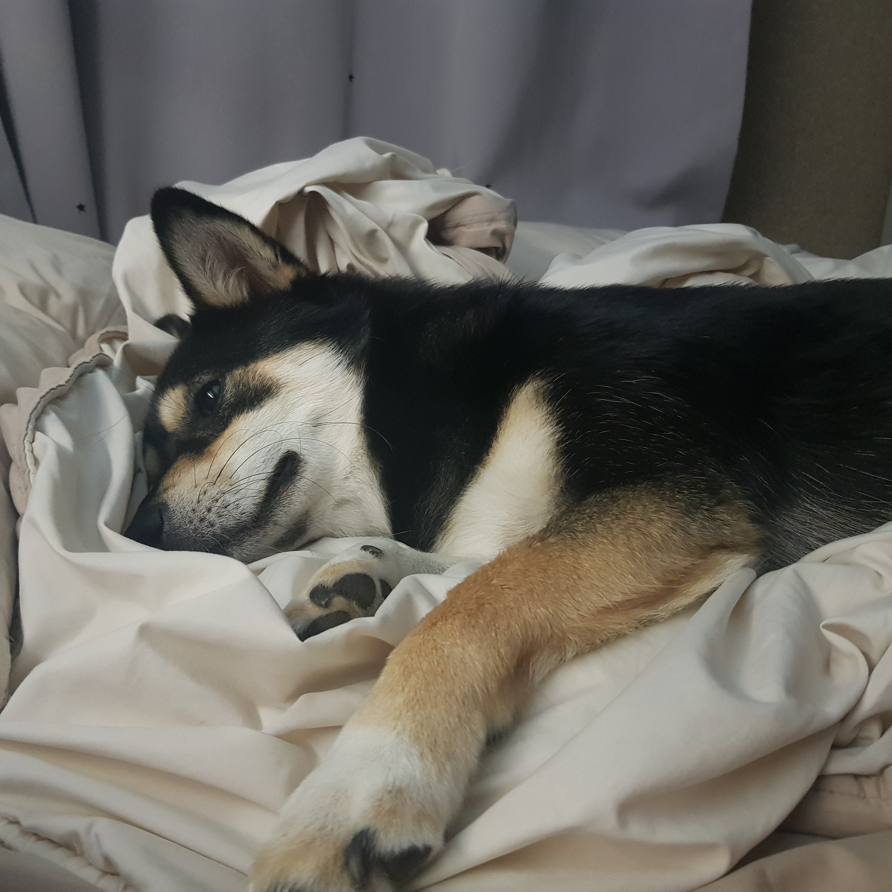 후추 (우주) 입양 331일 후기