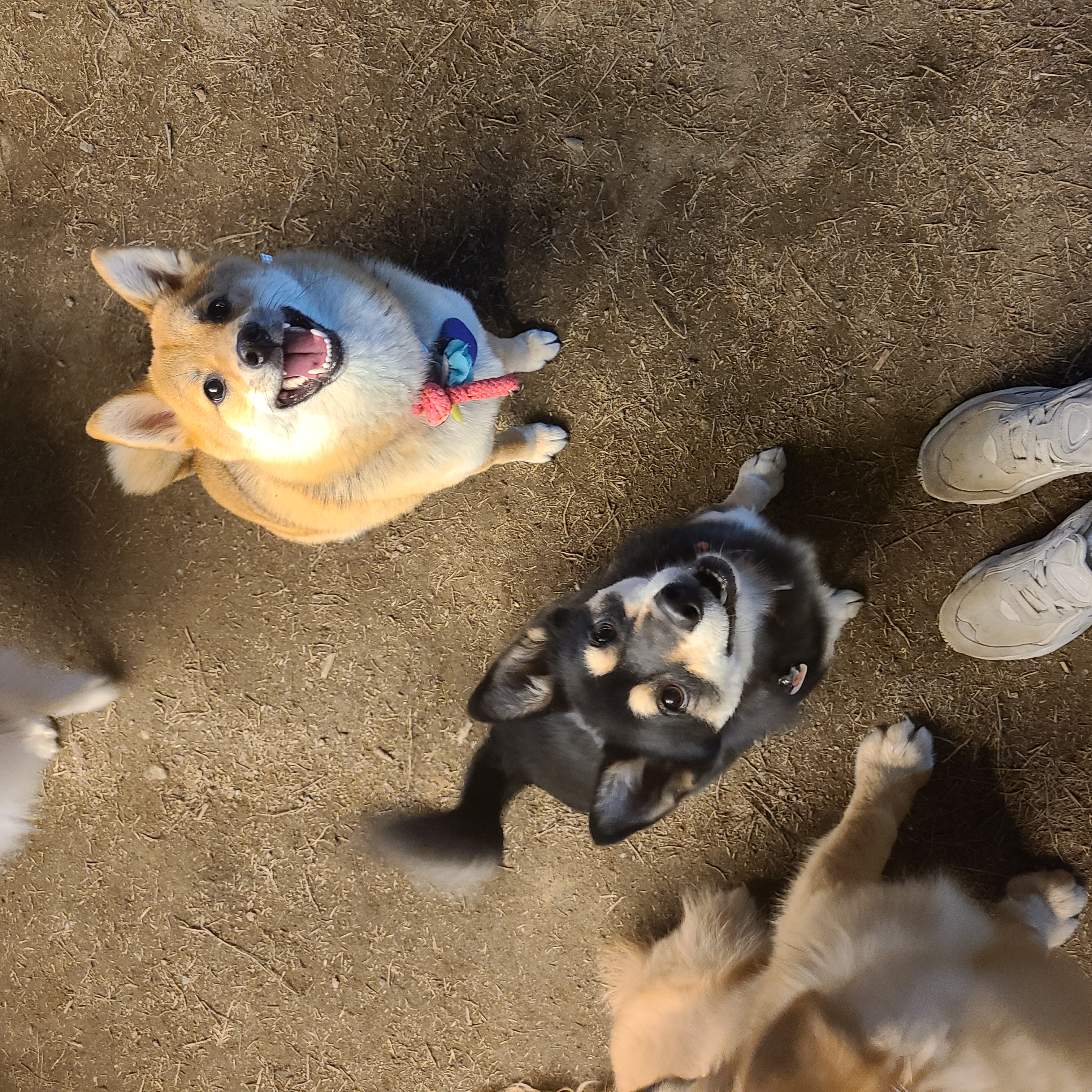 후추 (우주) 입양 331일 후기