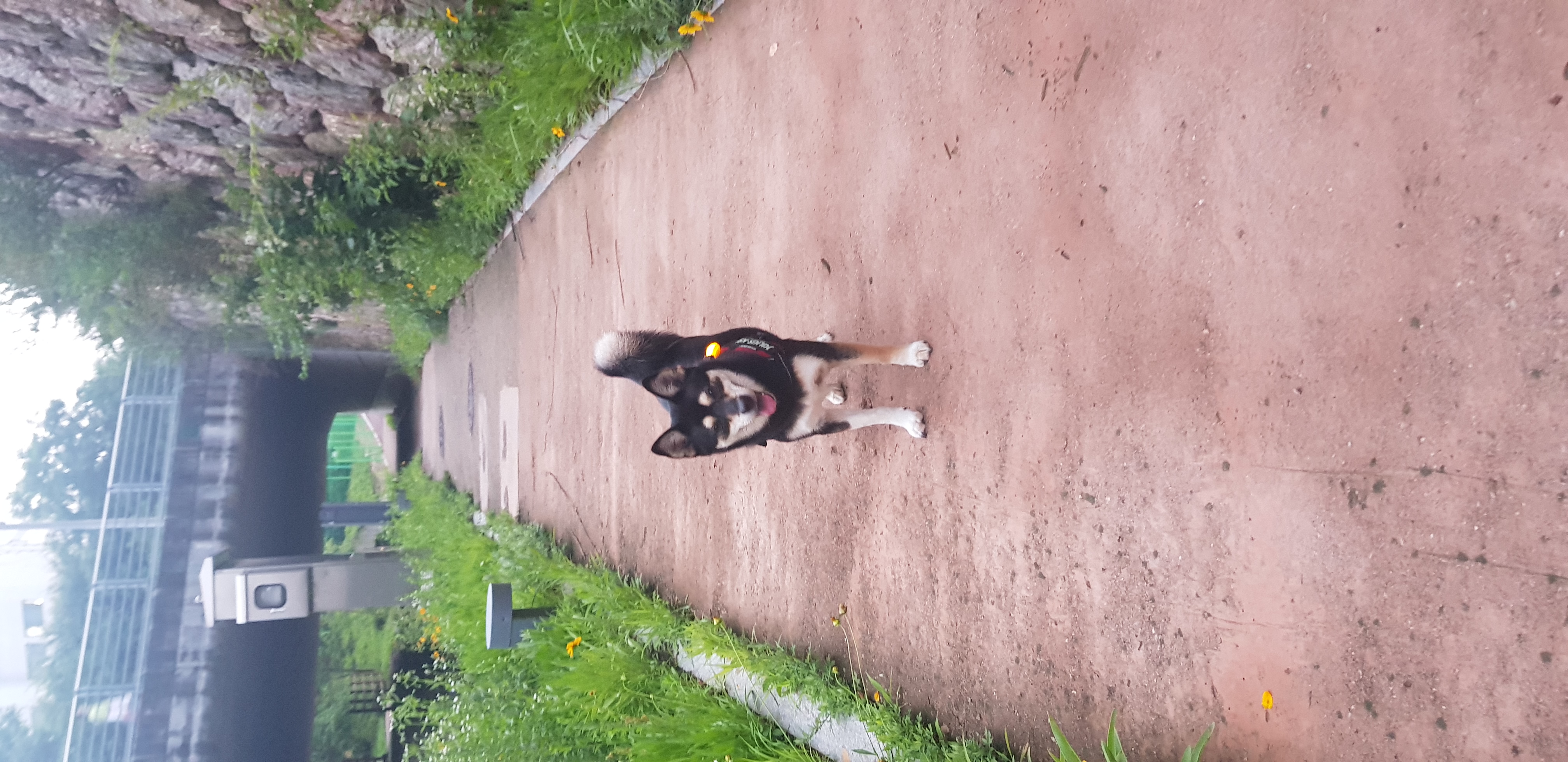 후추 (우주) 입양 331일 후기