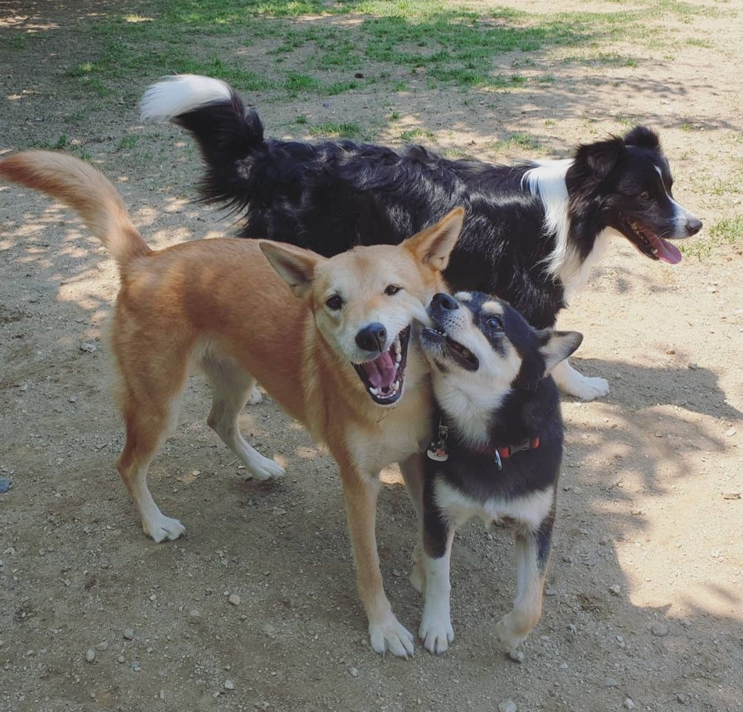 후추 (우주) 입양 331일 후기