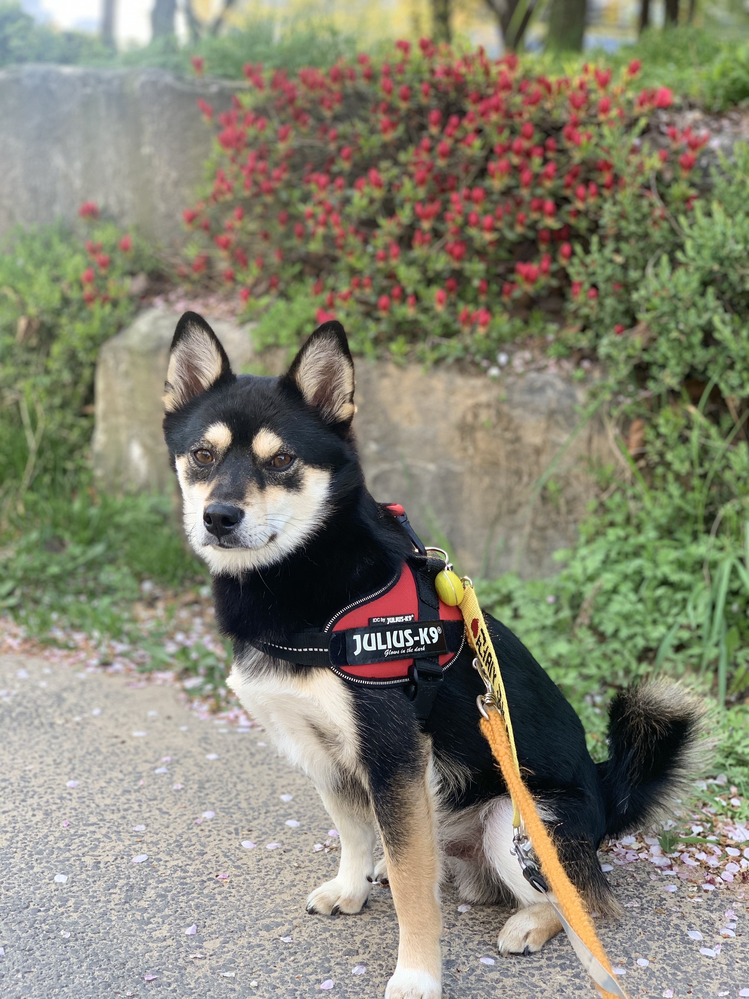 후추 (우주) 입양 331일 후기