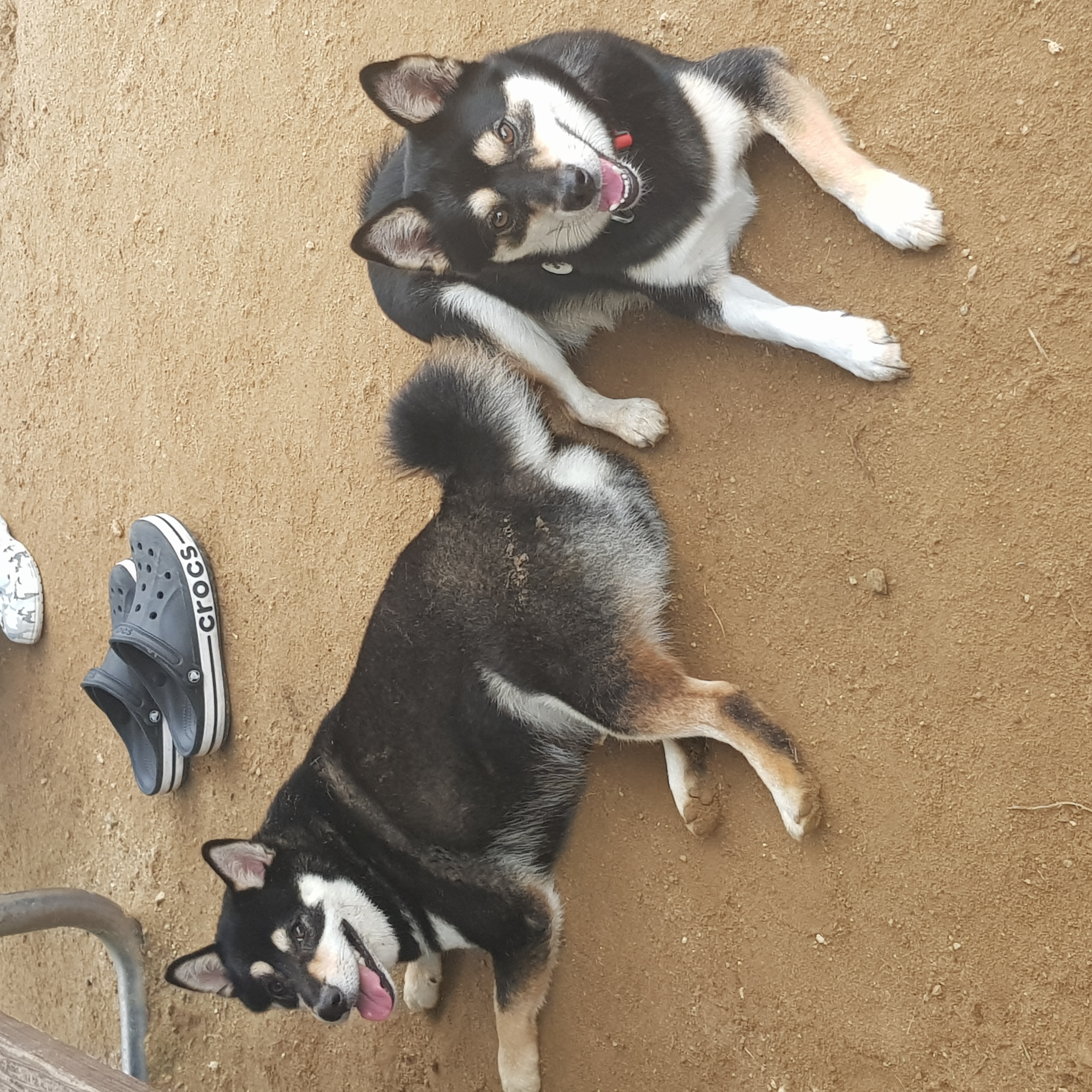 후추 (우주) 입양 331일 후기