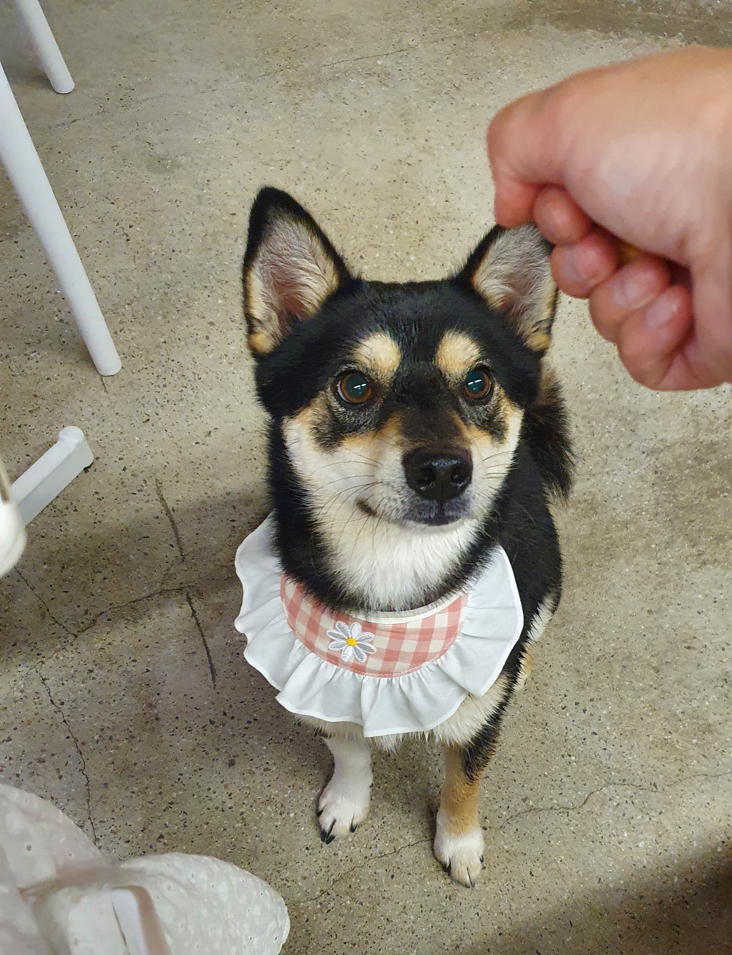 후추 (우주) 입양 331일 후기