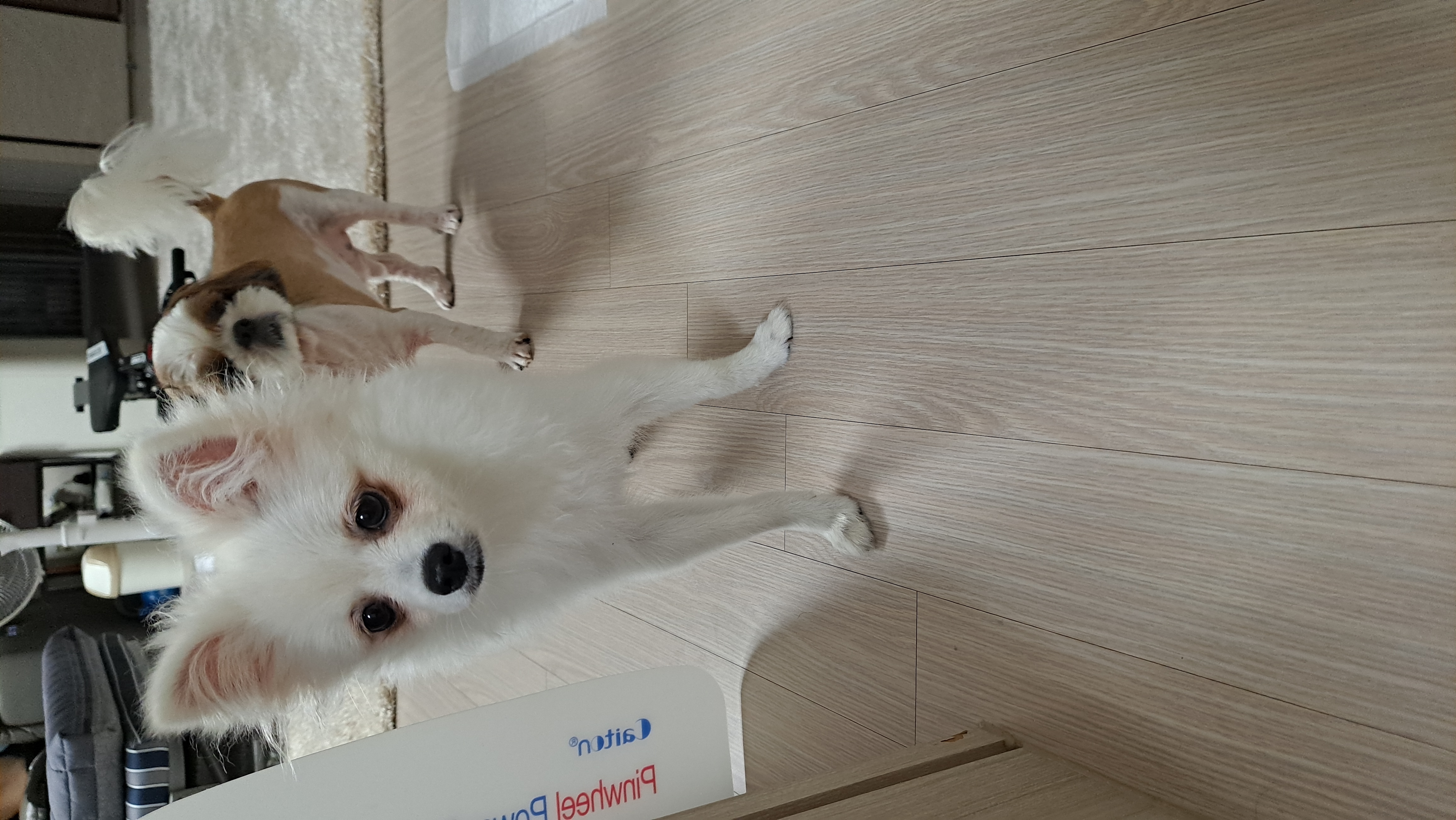 미미(송이) 3달째 입양후기입니다