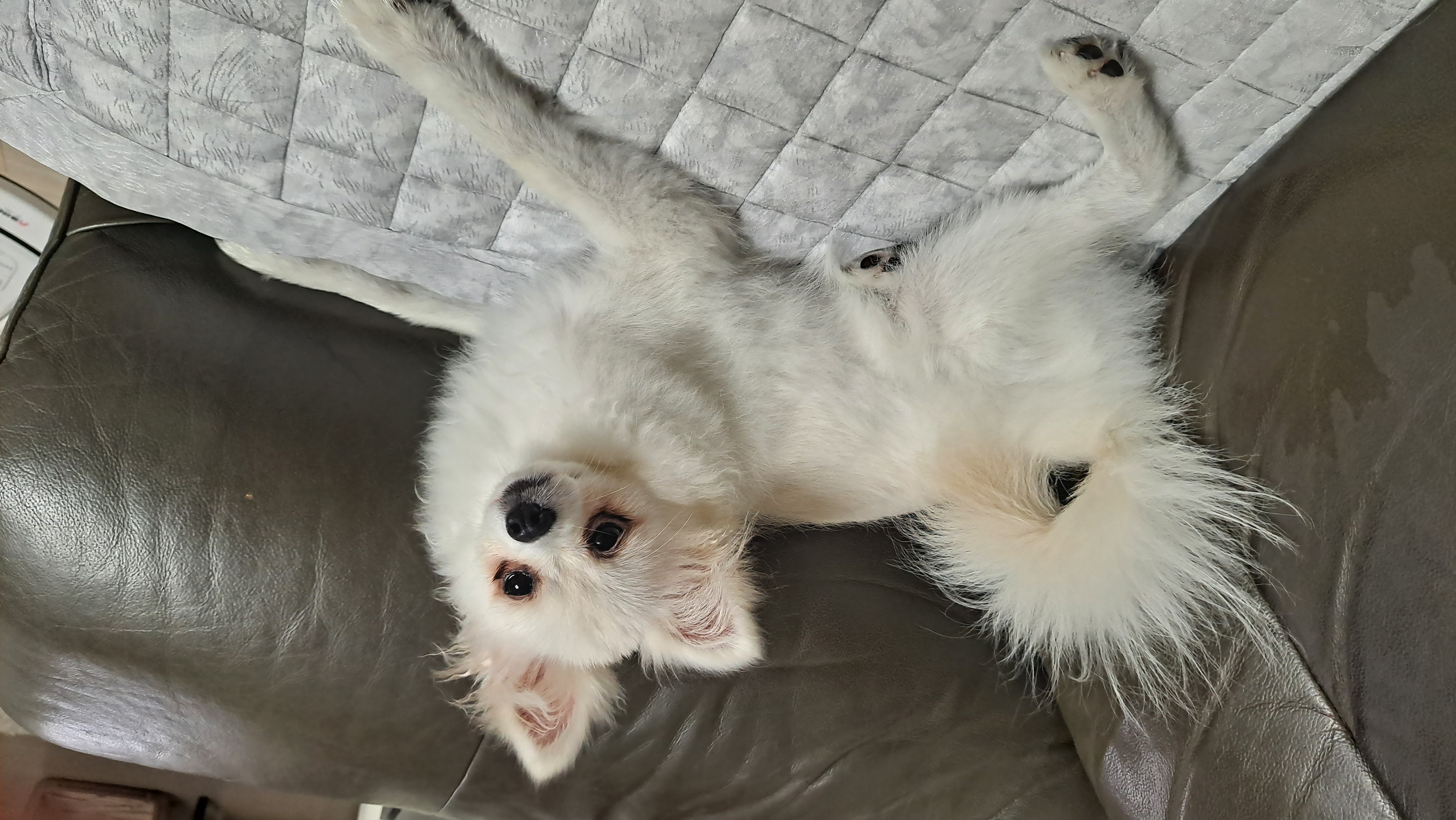 미미(송이) 3달째 입양후기입니다