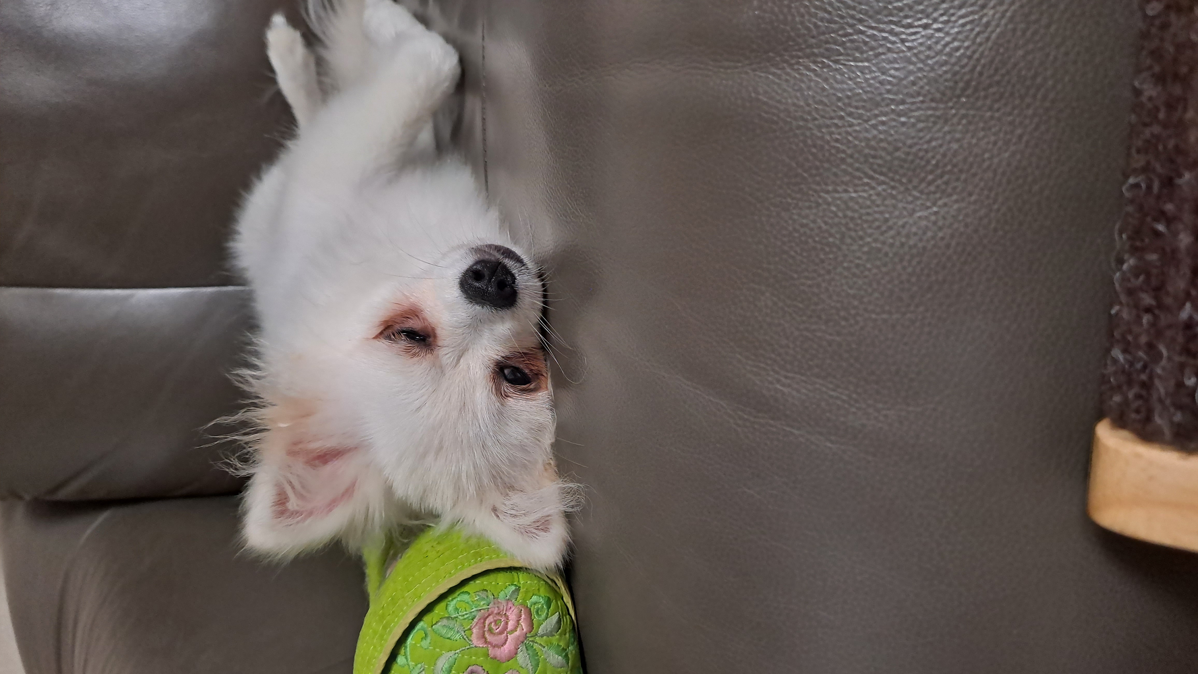 미미(송이) 3달째 입양후기입니다