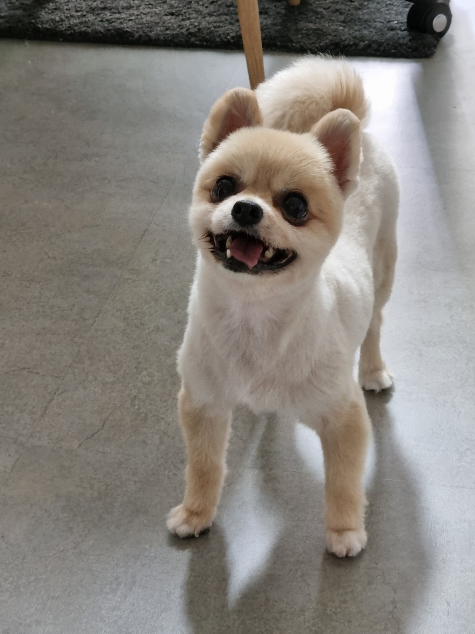 곤지암28(밤톨이) 호강이 입양 3개월 후기