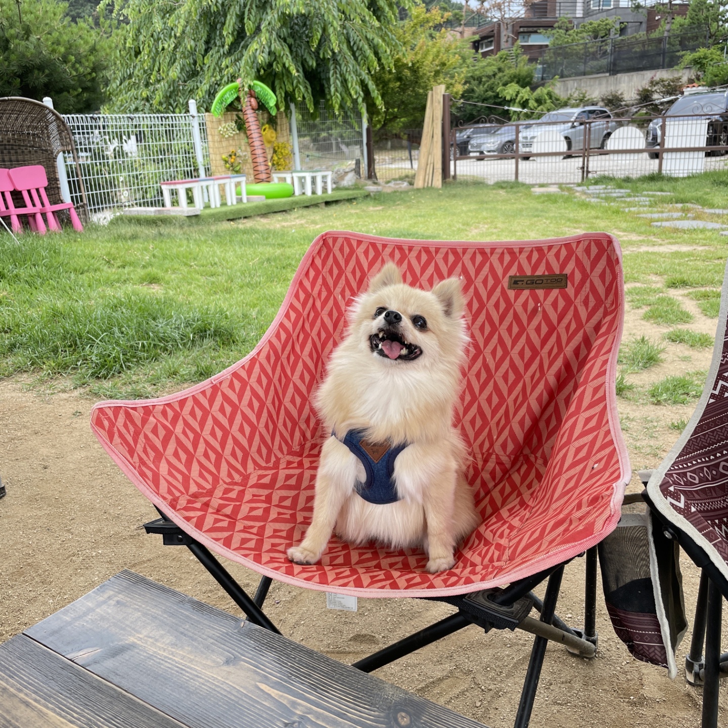 곤지암28(밤톨이) 호강이 입양 3개월 후기