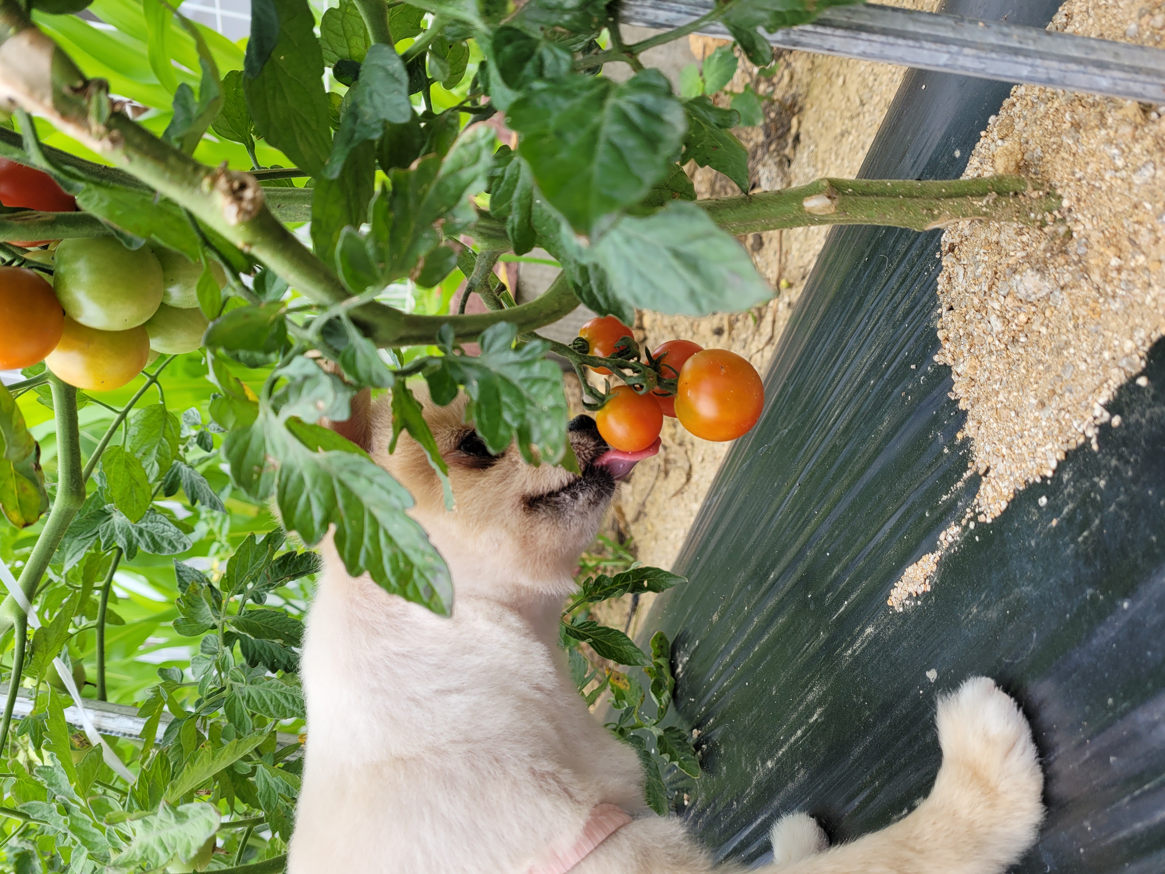 곤지암28(밤톨이) 호강이 입양 3개월 후기